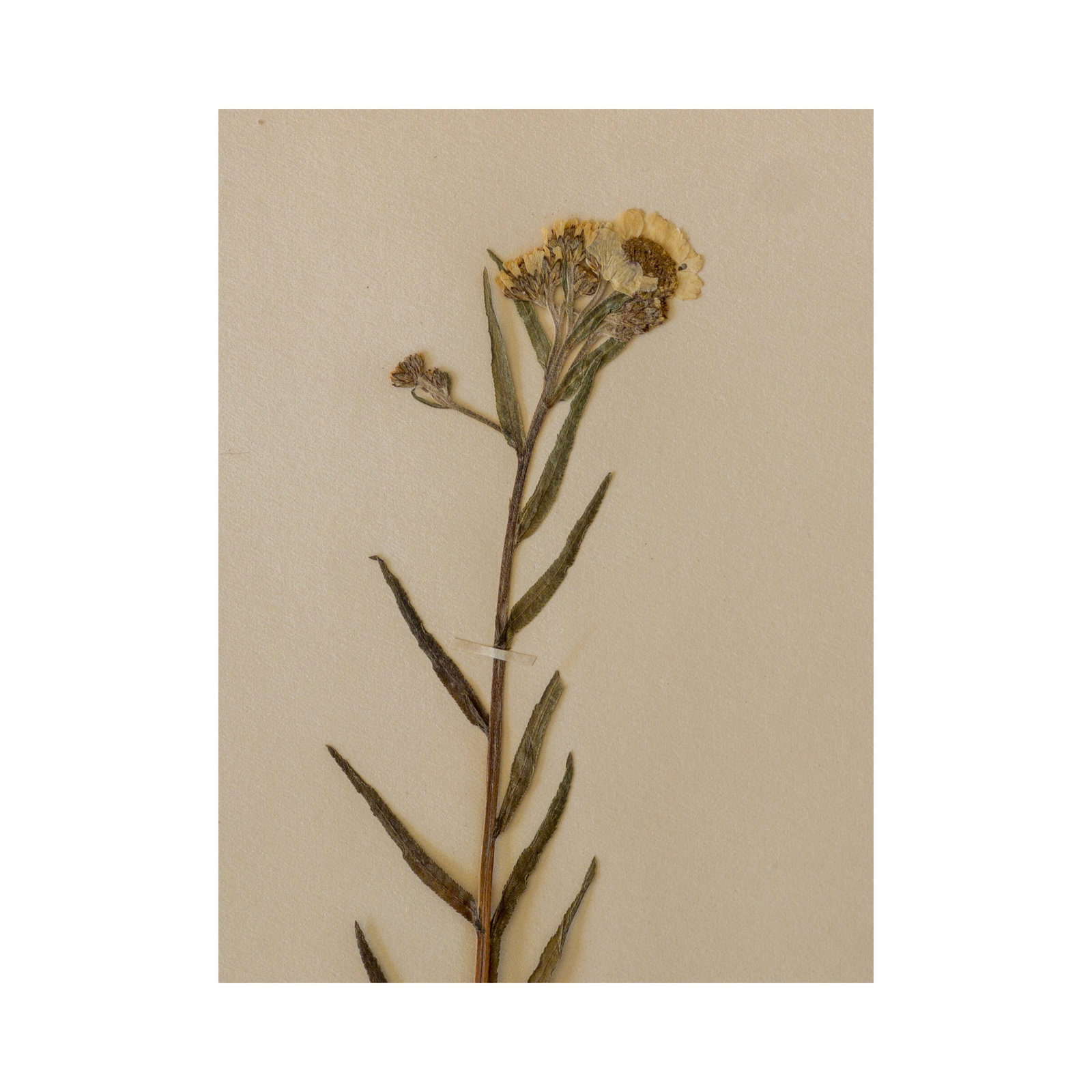 Antique Swedish Herbarium - Yarrow, Circa 1908 - 2