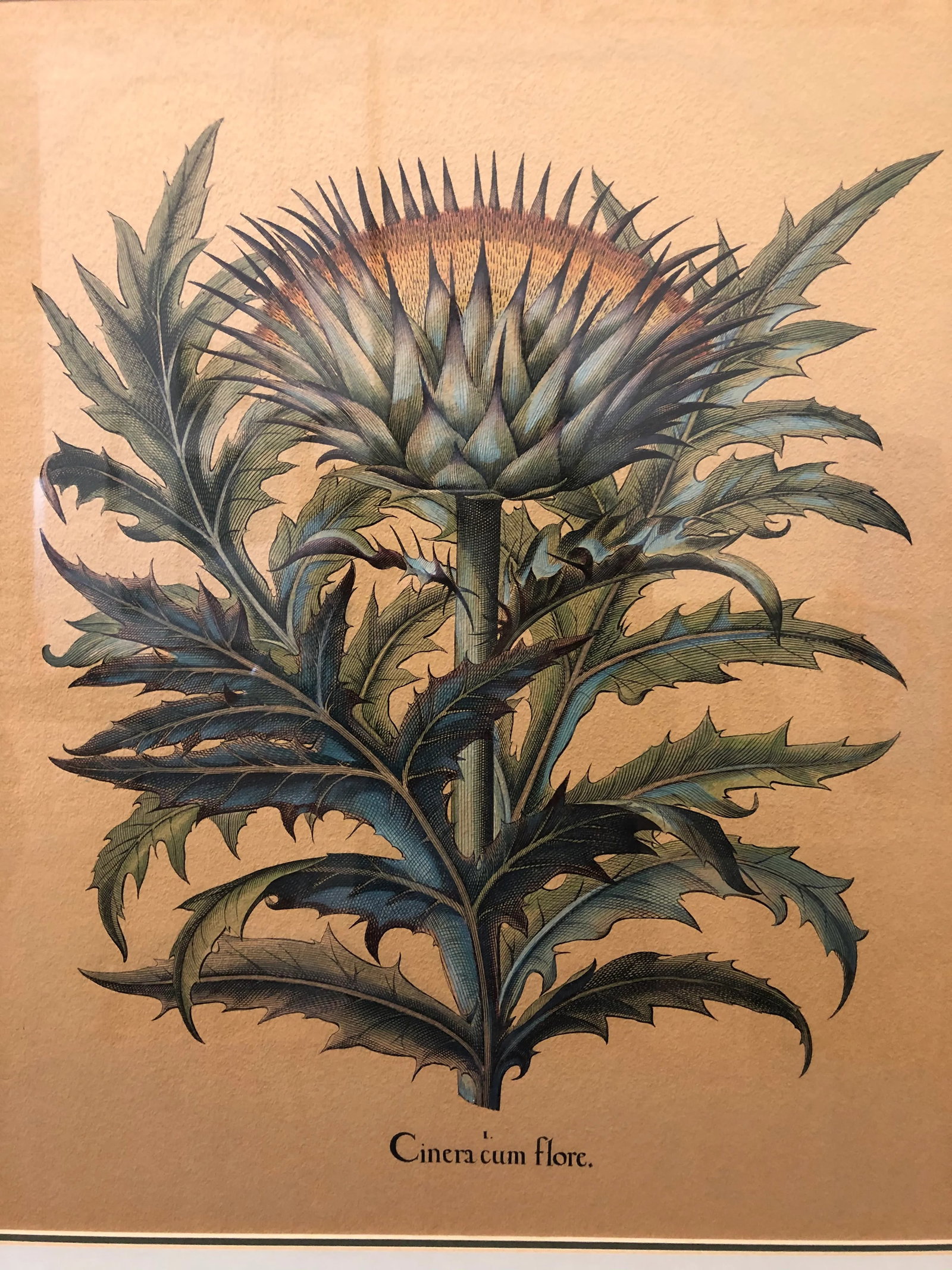 Large Antique Besler Basilius Artichoke Print, Framed - 2