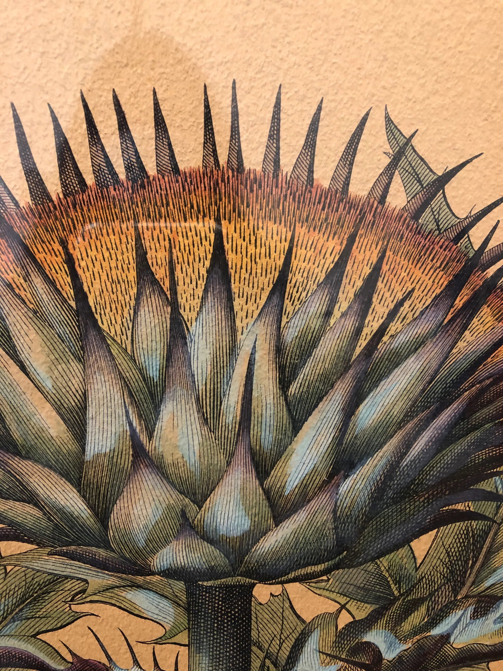 Large Antique Besler Basilius Artichoke Print, Framed - 3