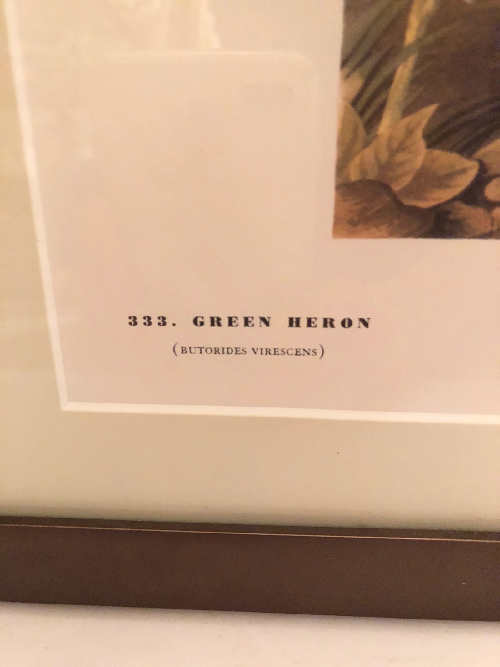 Vintage Framed Botanical Audubon Print of a Green Heron - 3