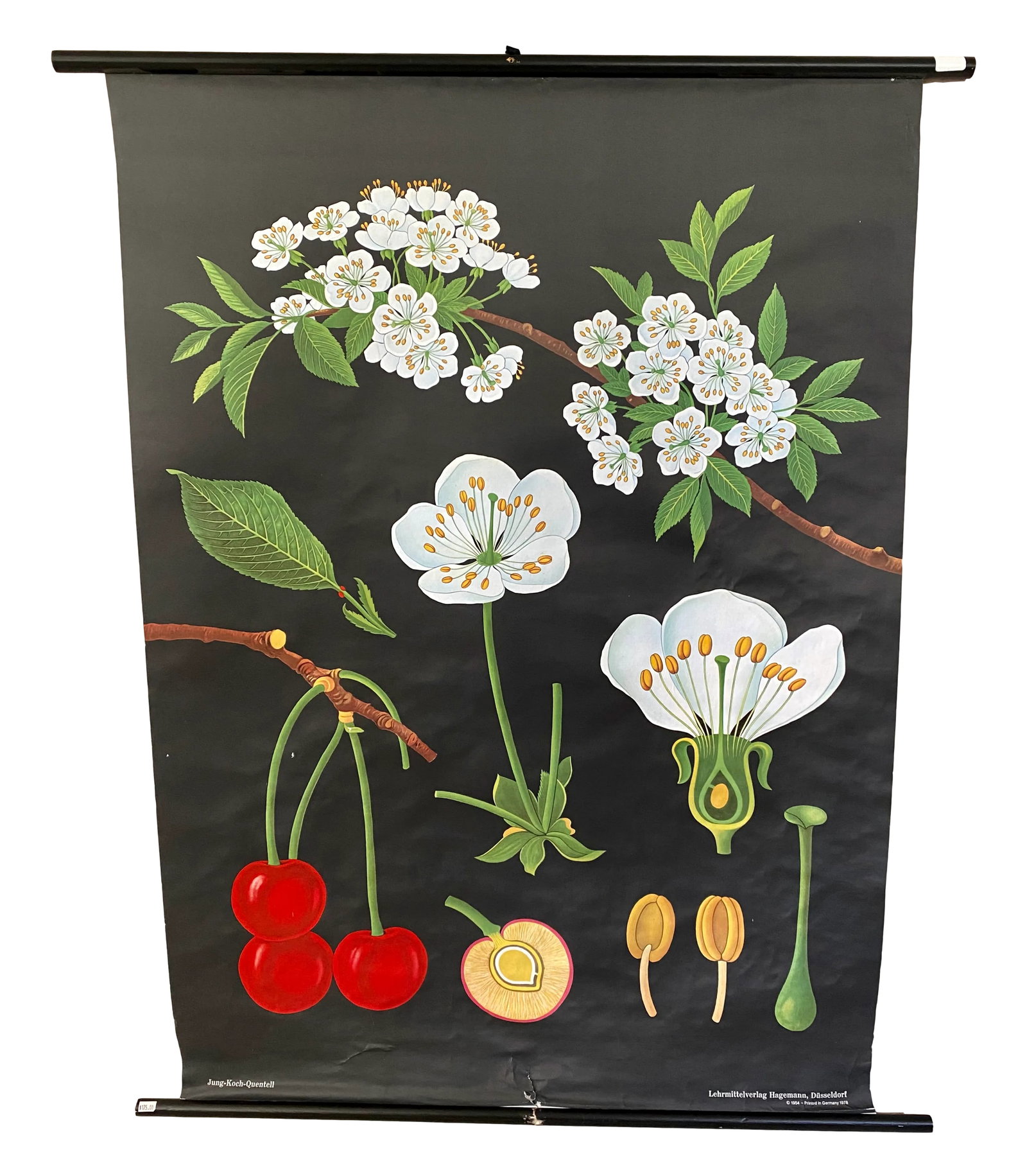 1978 Cherry Botanical Illustration Linen Backed Wall Chart - 2