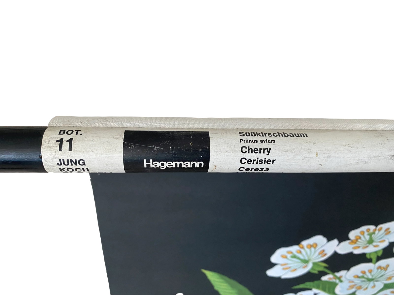 1978 Cherry Botanical Illustration Linen Backed Wall Chart - 3