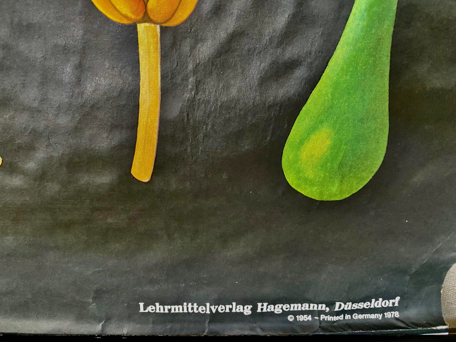 1978 Cherry Botanical Illustration Linen Backed Wall Chart - 4