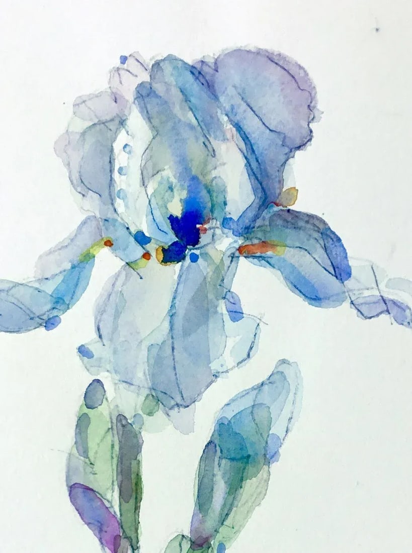 Powder Iris Original Watercolor Painting - 2