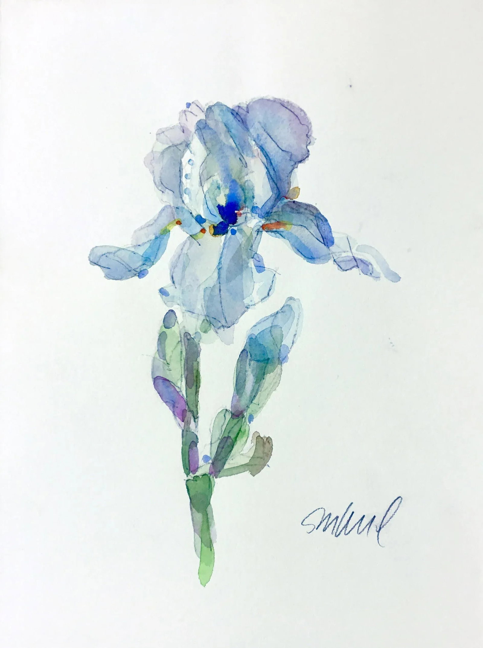 Powder Iris Original Watercolor Painting - 3