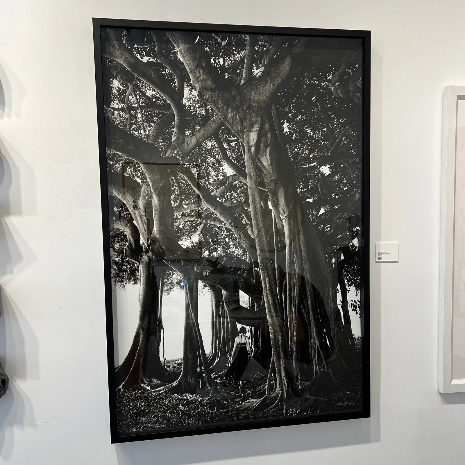 "Under the Banyan Tree" Black and White Original Photograph by Rob Brinson - 4
