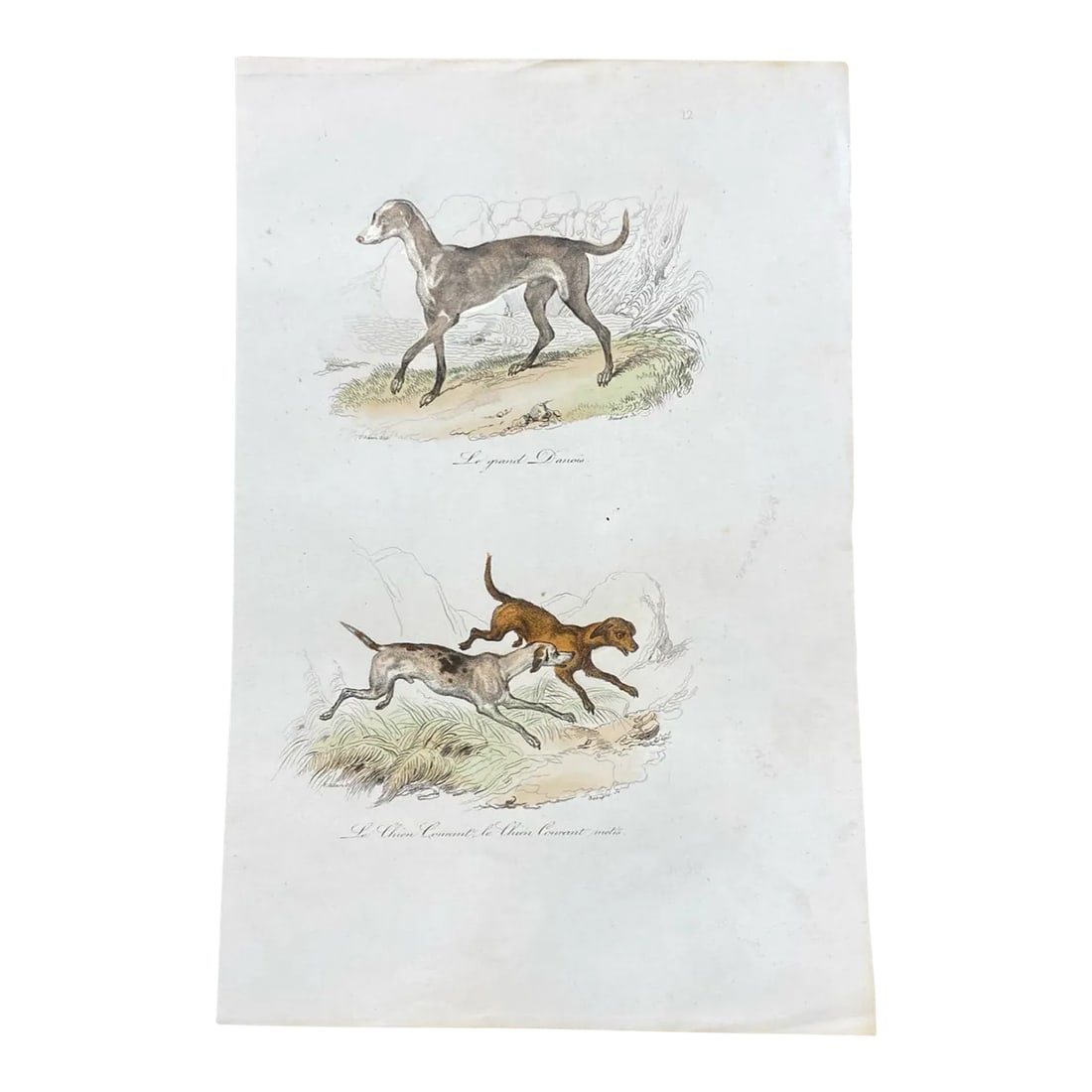 French Antique 18th Century "Le Grand Danois" Dog Engraving Hand Colored Signed Artwork: Super high quality in this lovely historical French 18th Century le grand danois "the great dane" engraving! Signed V. Adam del and Beaupre Sc. Bought in France near Paris. Many available, priced