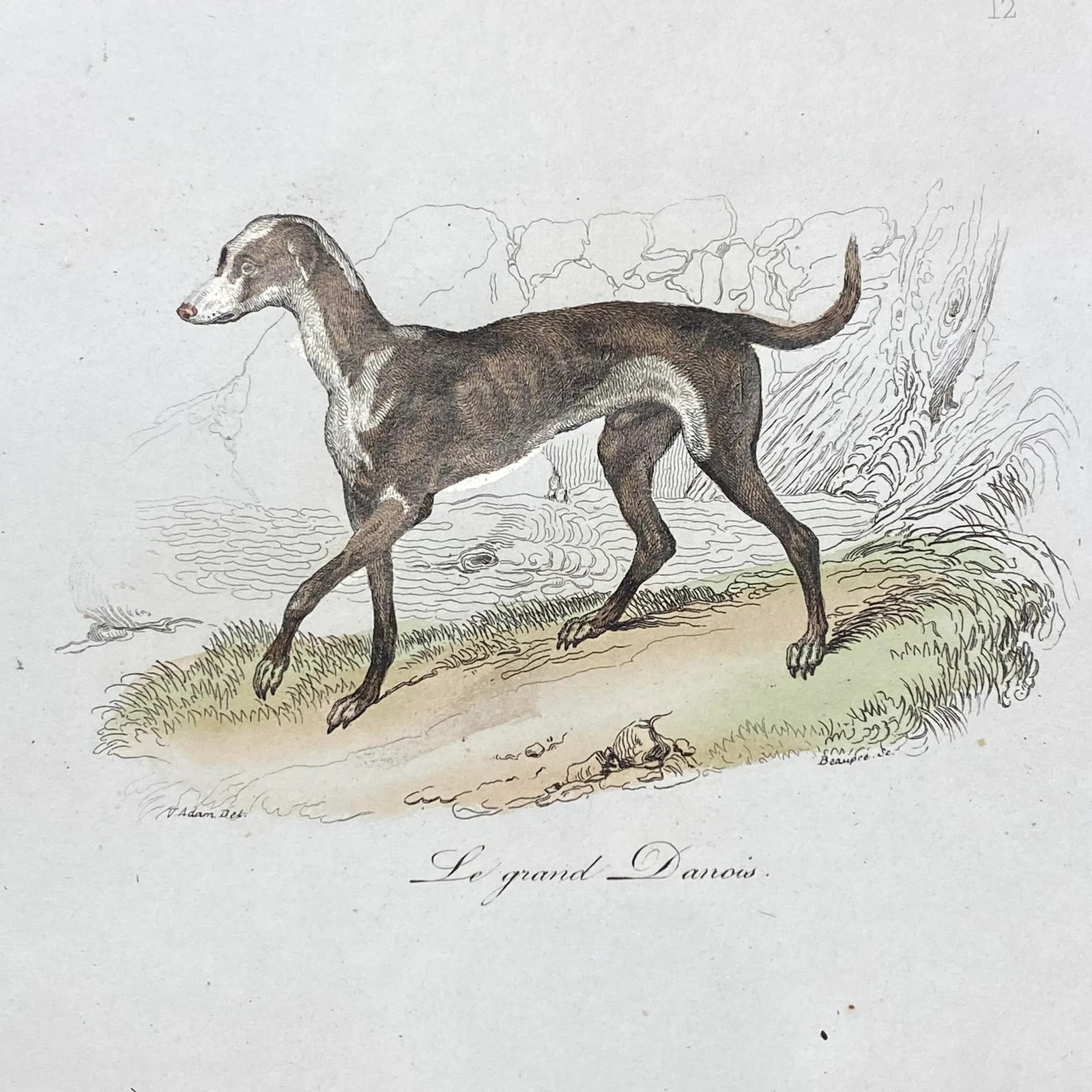 French Antique 18th Century "Le Grand Danois" Dog Engraving Hand Colored Signed Artwork - 3