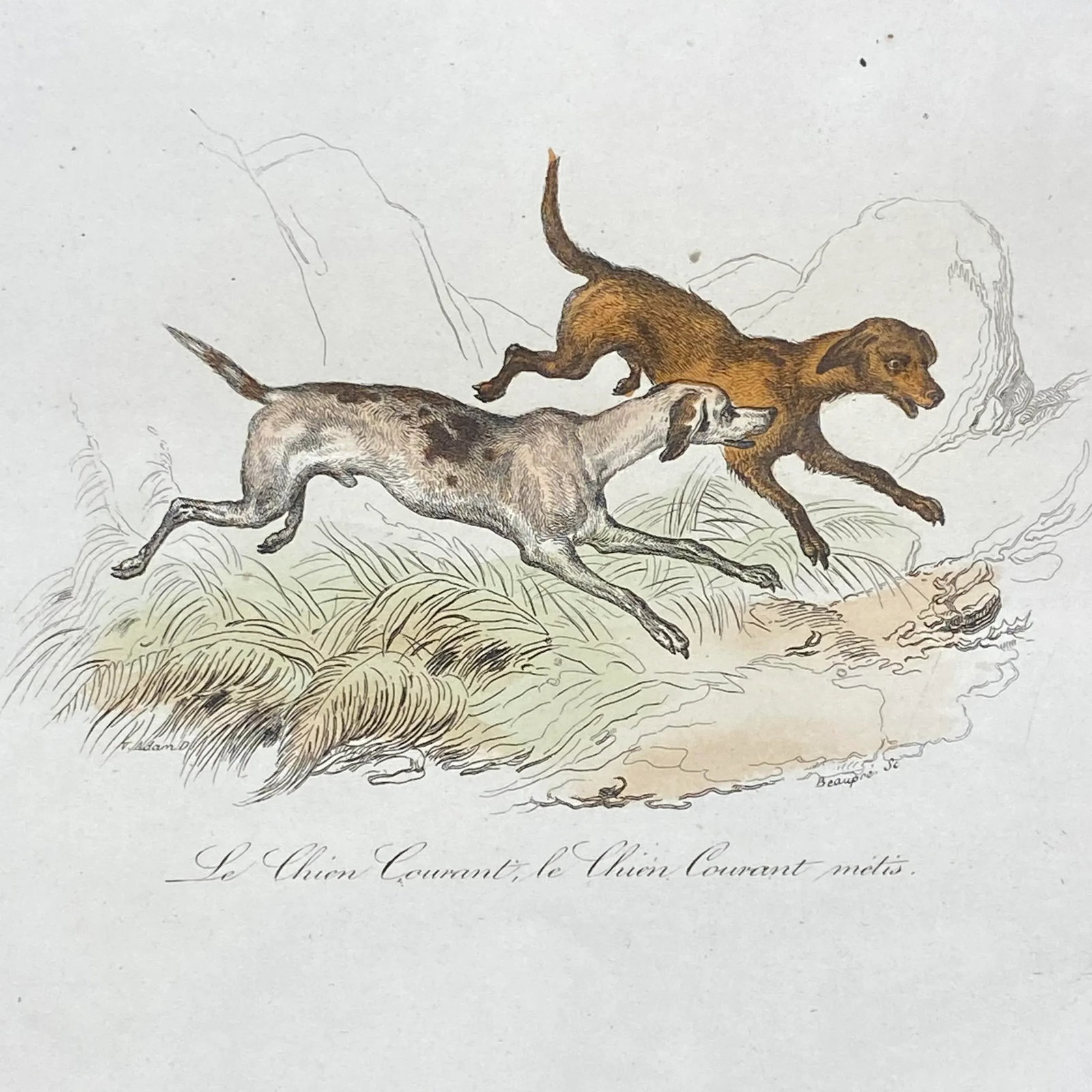 French Antique 18th Century "Le Grand Danois" Dog Engraving Hand Colored Signed Artwork - 4