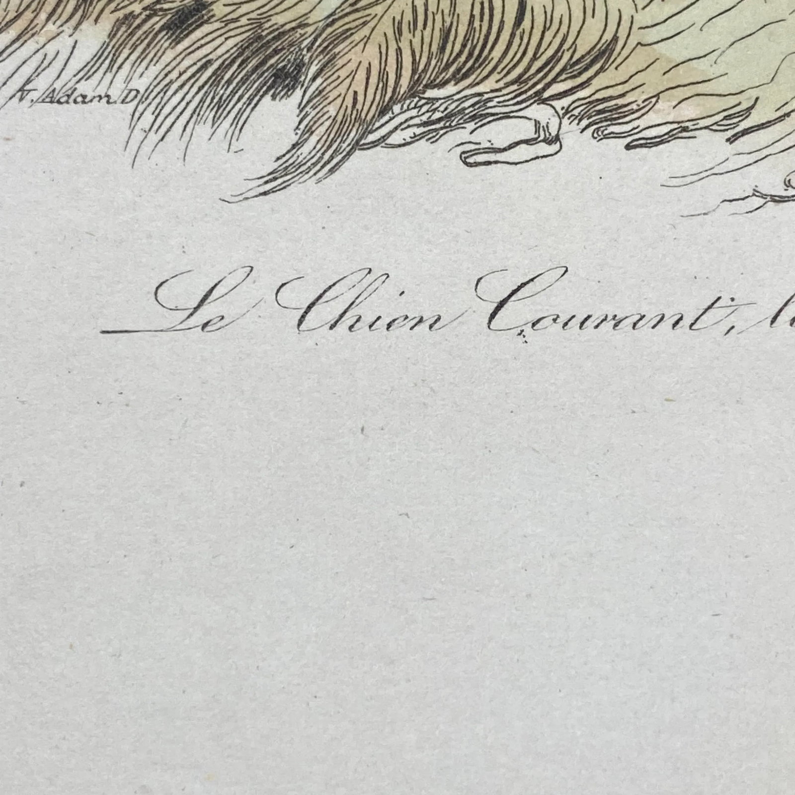 French Antique 18th Century "Le Grand Danois" Dog Engraving Hand Colored Signed Artwork - 6
