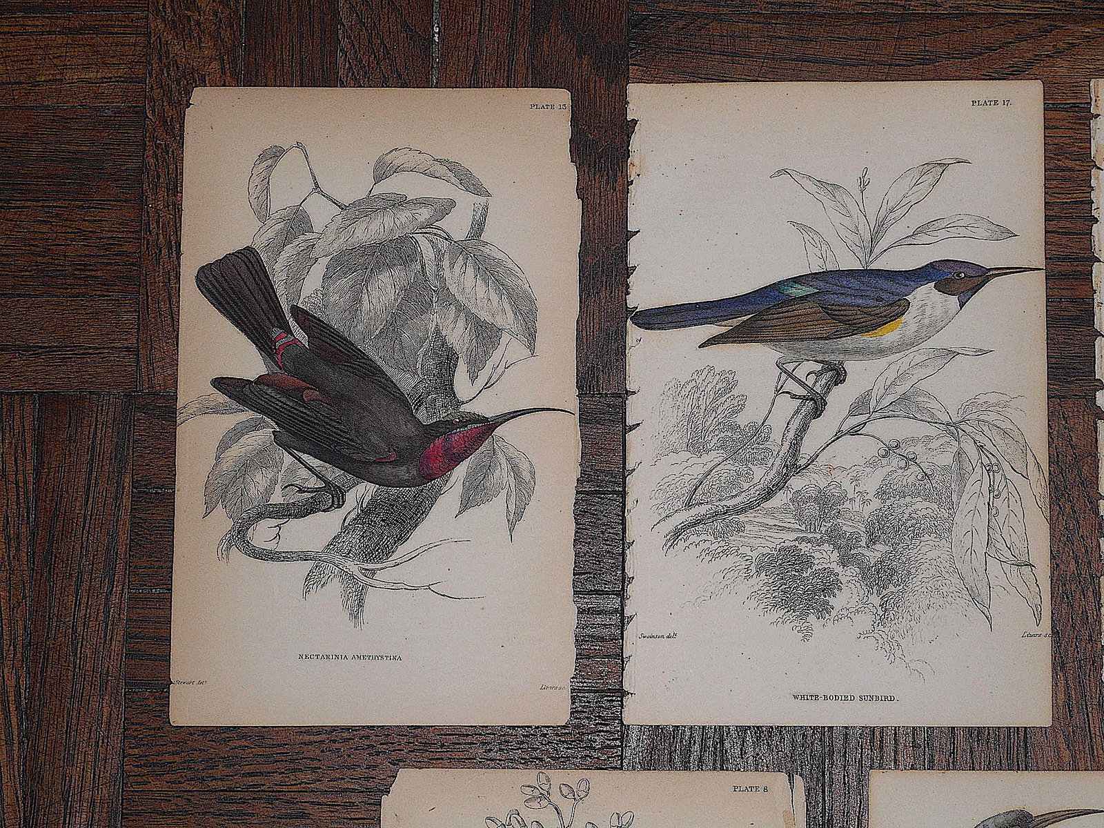 Antique 19th Century Hand-Colored Engravings - Tropical Birds - Set of 7 - 2