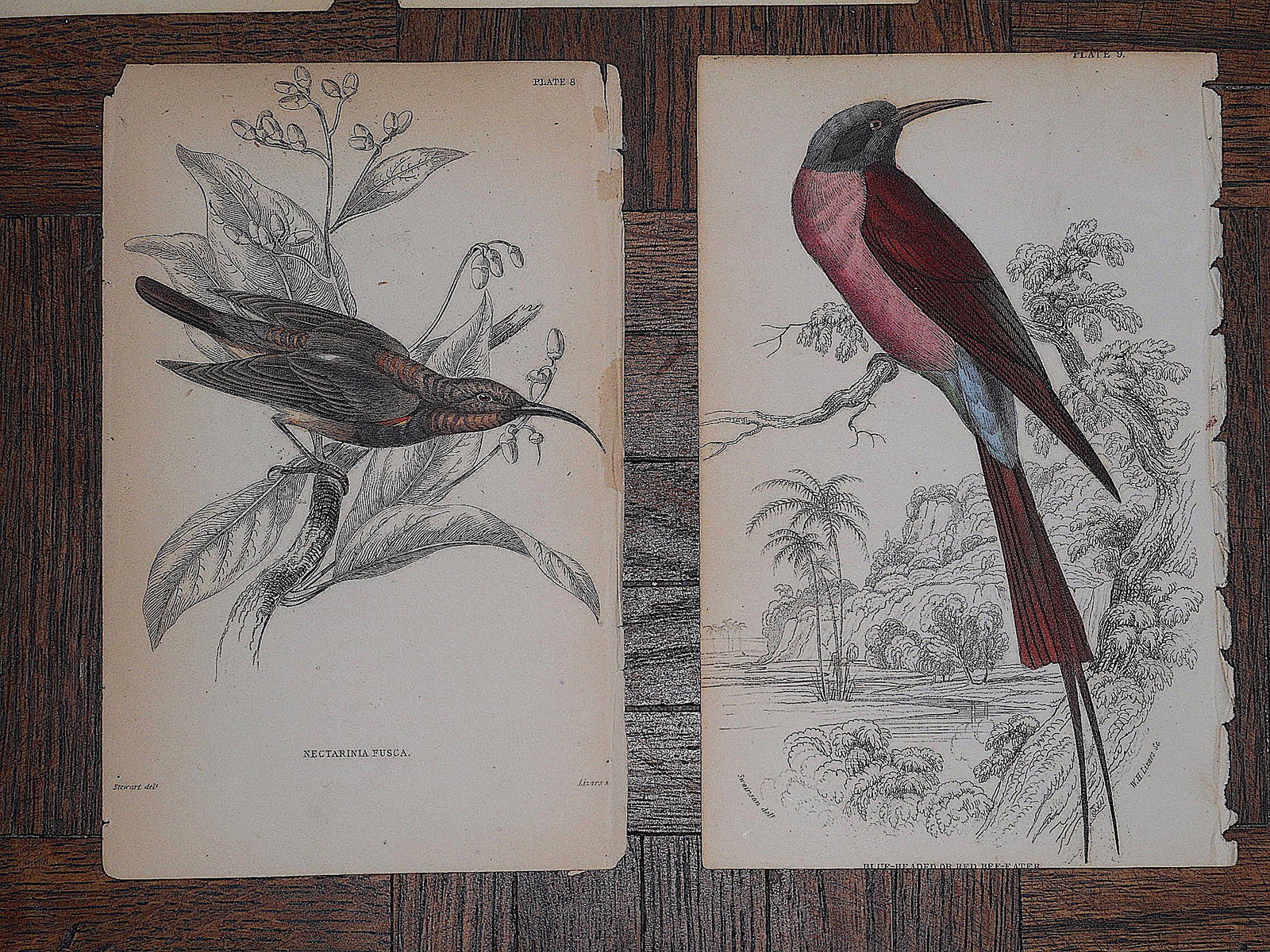 Antique 19th Century Hand-Colored Engravings - Tropical Birds - Set of 7 - 3