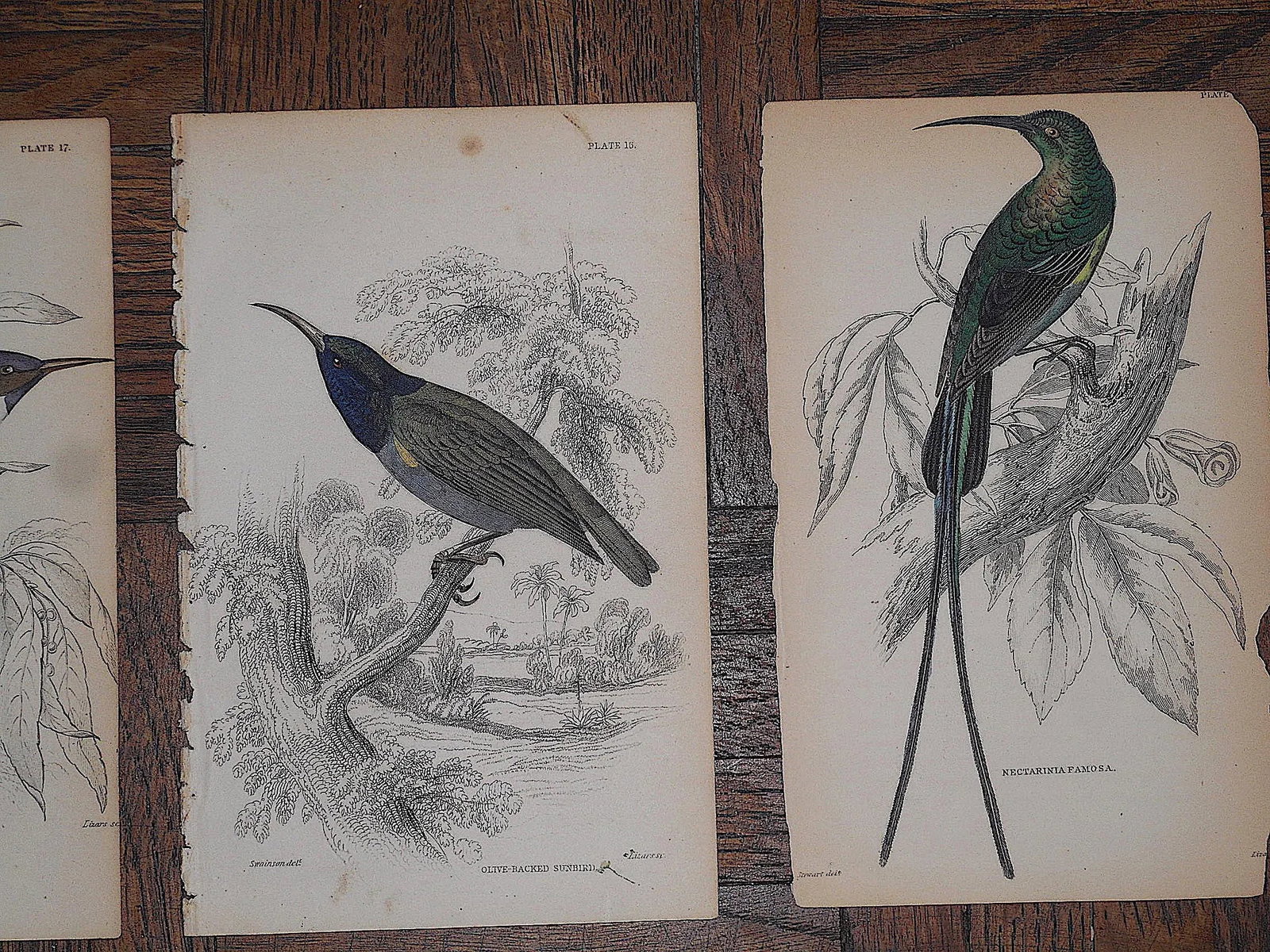 Antique 19th Century Hand-Colored Engravings - Tropical Birds - Set of 7 - 4