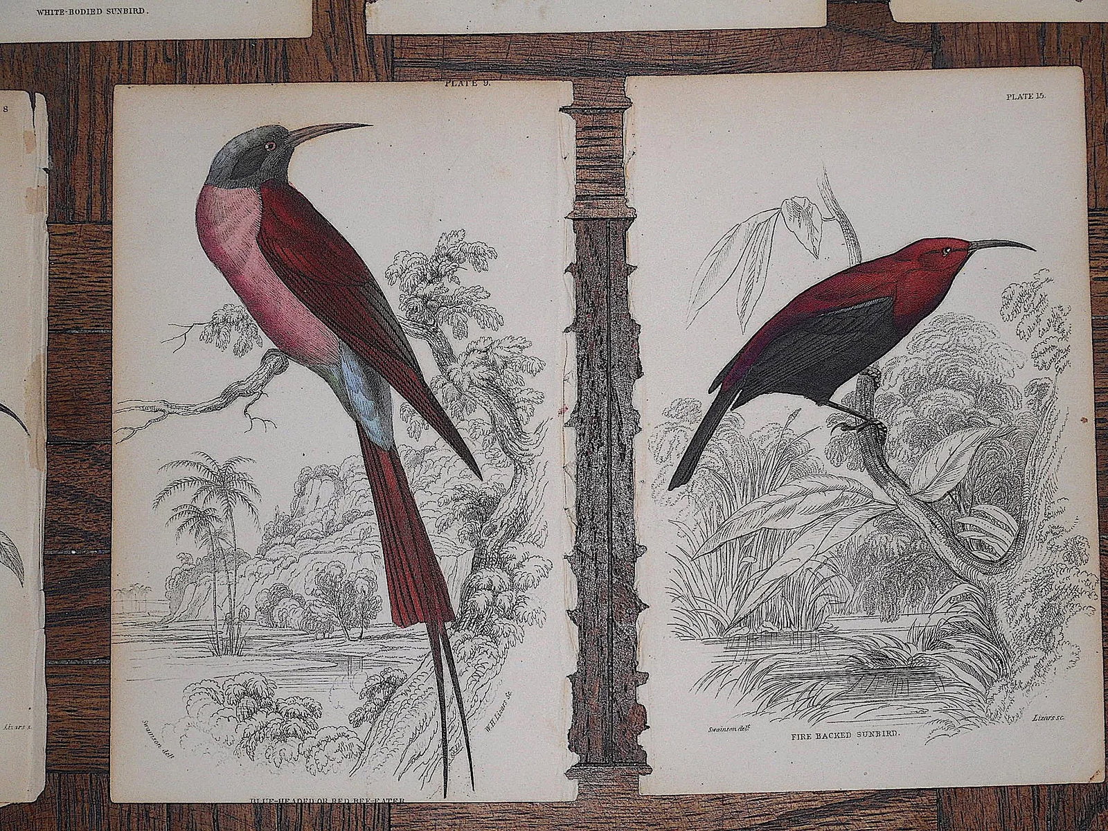 Antique 19th Century Hand-Colored Engravings - Tropical Birds - Set of 7 - 5