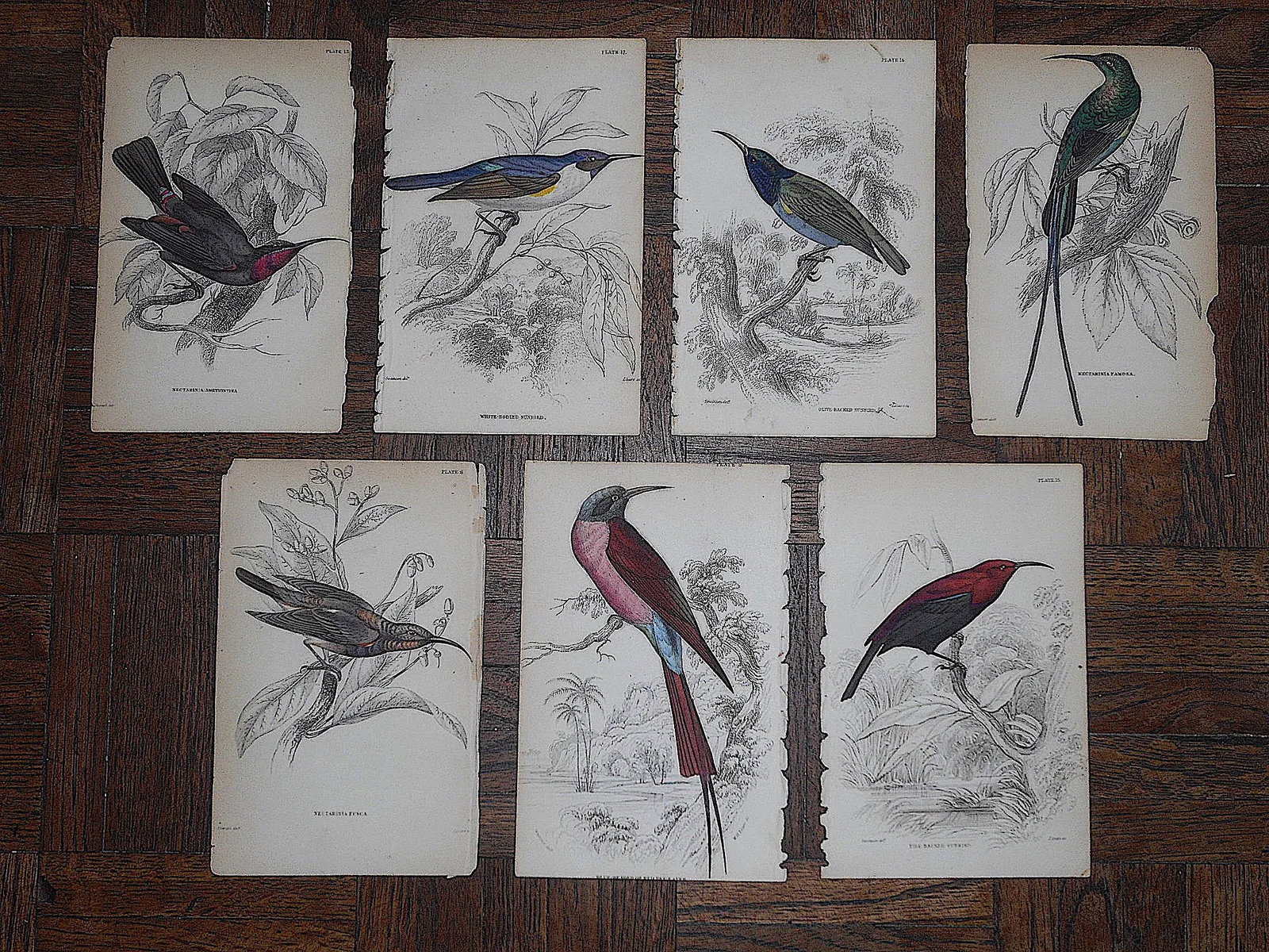 Antique 19th Century Hand-Colored Engravings - Tropical Birds - Set of 7 - 6