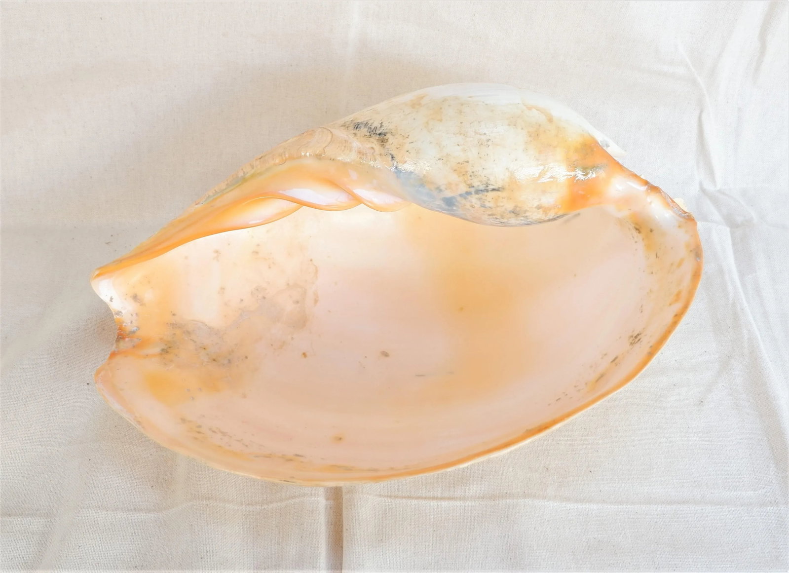 Melo Amphora Shell Specimen - 15" - 5
