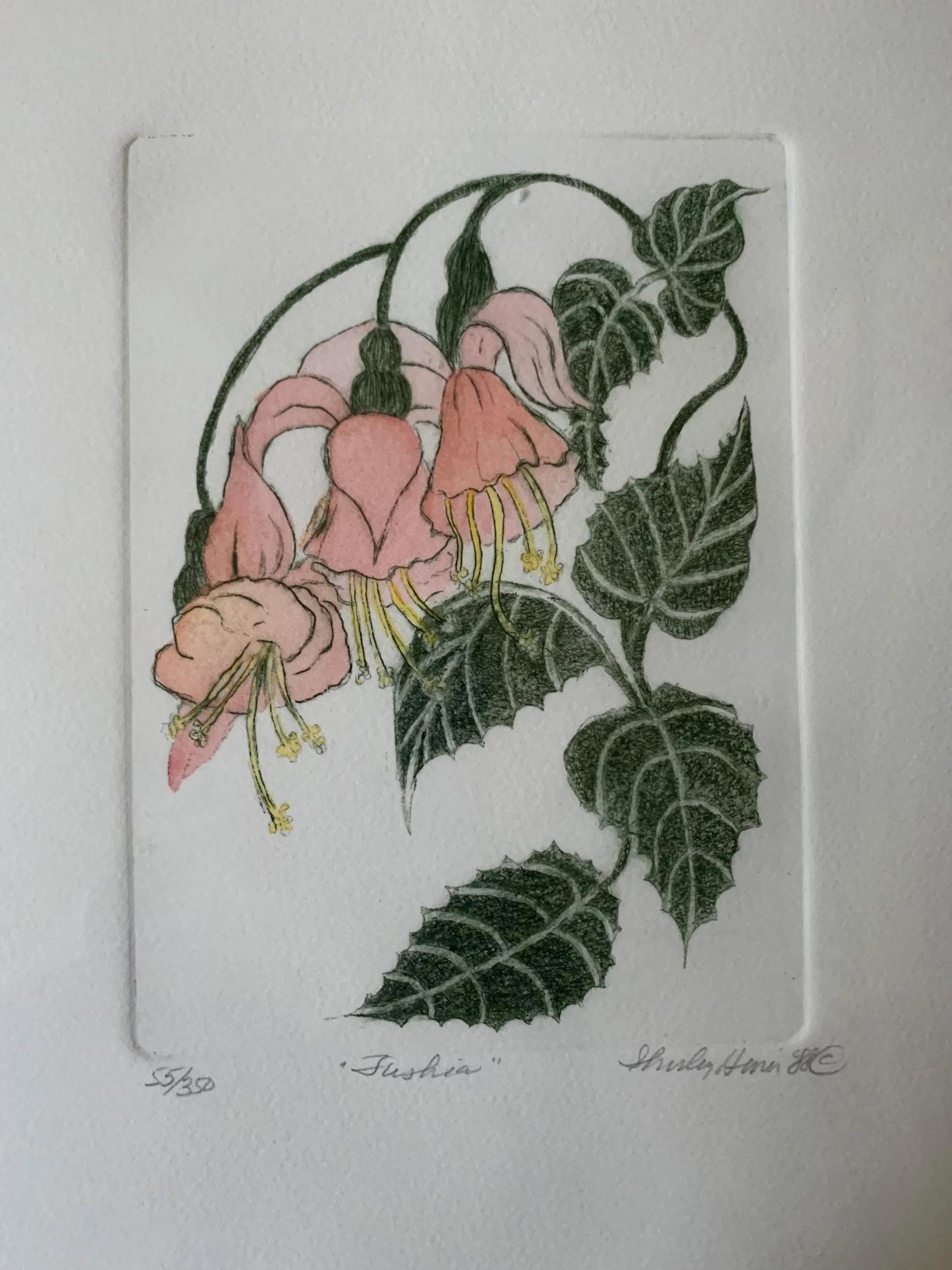 1988 "Tushia" Botanical Etching by Shirley Hiner, Framed - 7