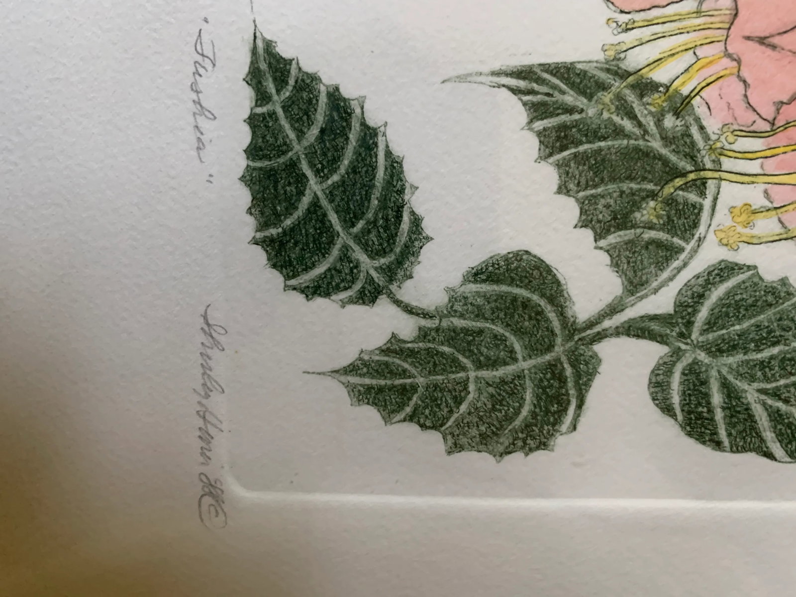 1988 "Tushia" Botanical Etching by Shirley Hiner, Framed - 8