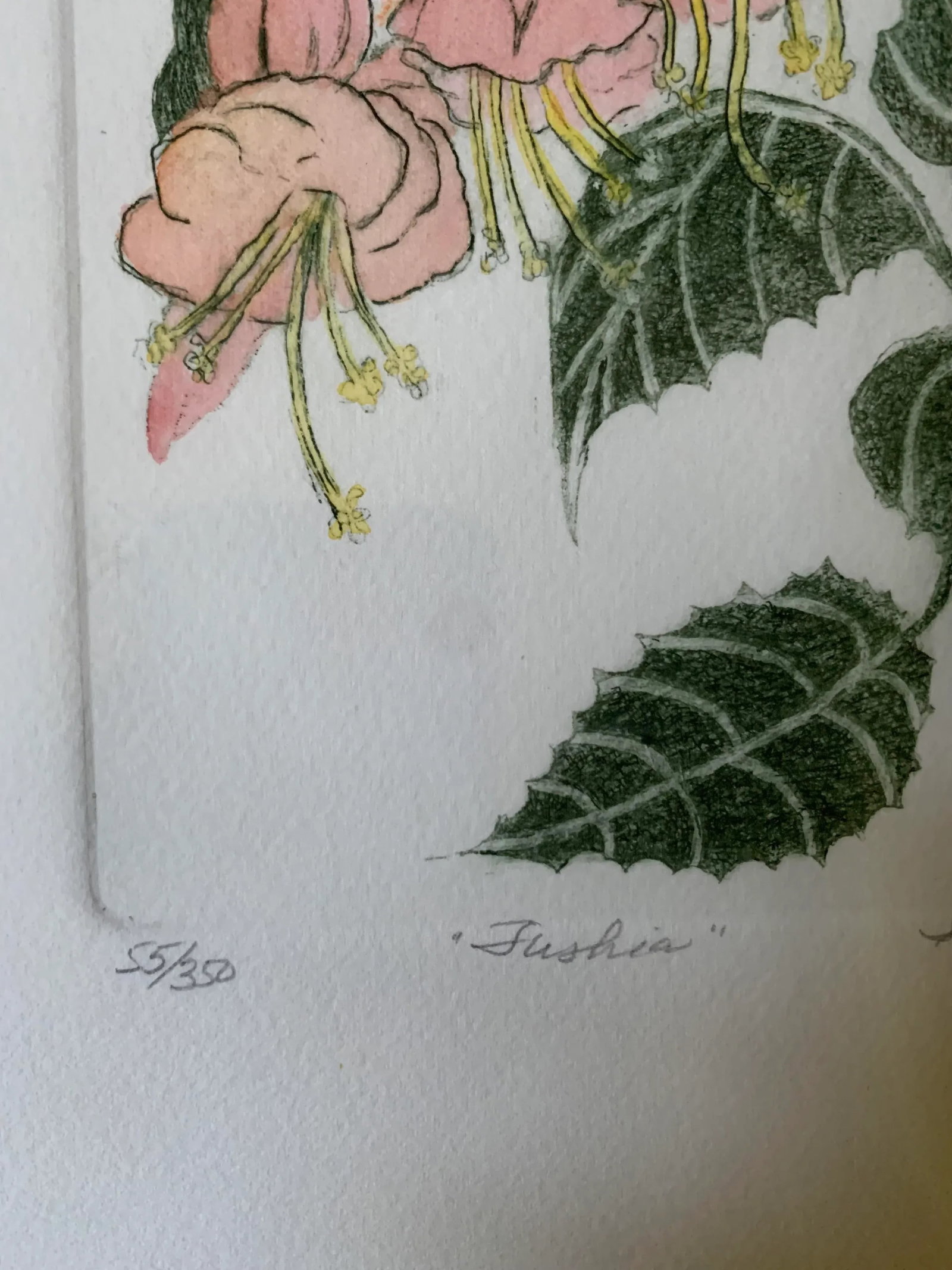 1988 "Tushia" Botanical Etching by Shirley Hiner, Framed - 9
