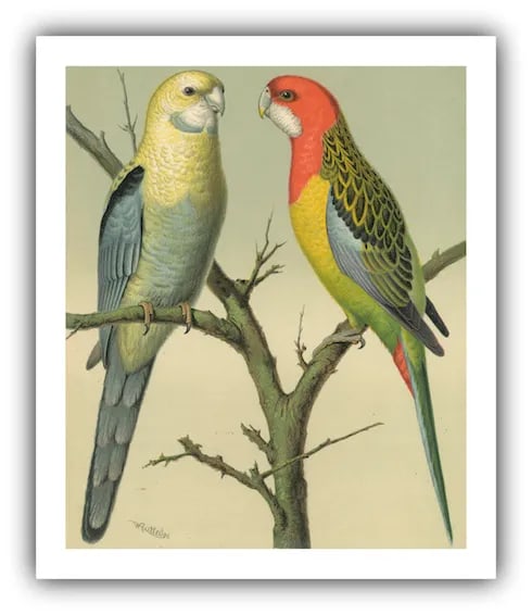 Antique '2 Parrots' Archival Print - 2