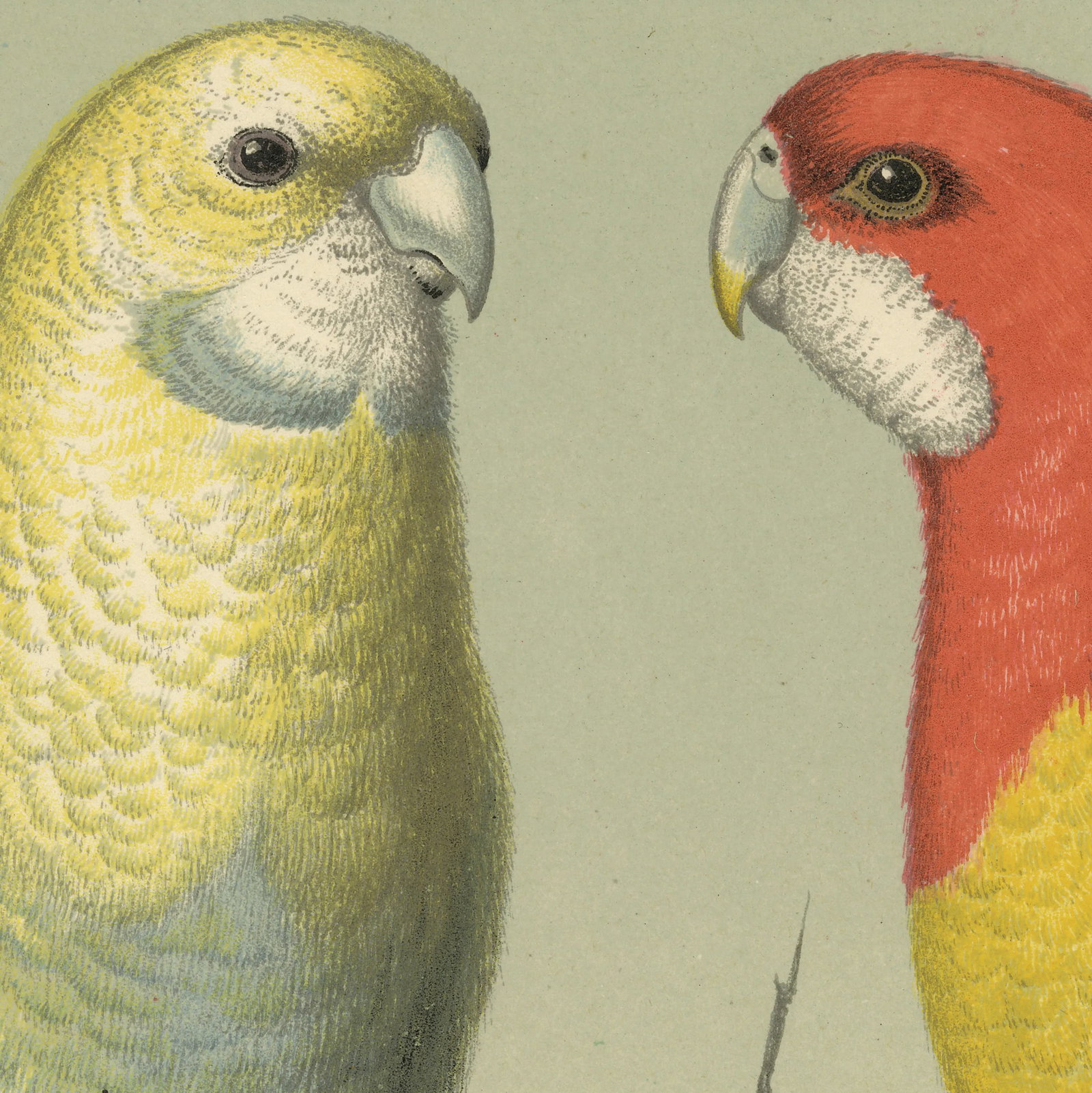 Antique '2 Parrots' Archival Print - 3