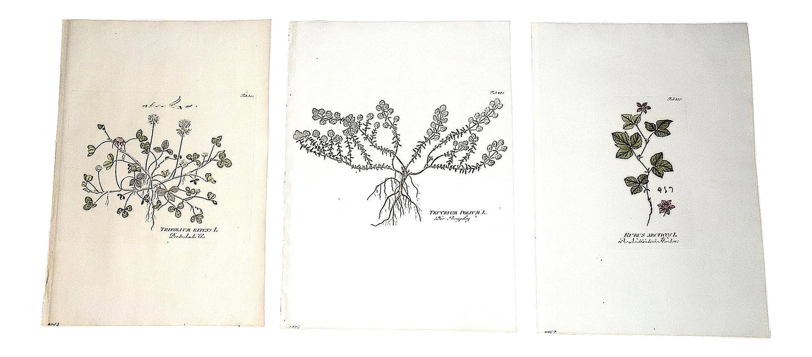 Antique 18th Century Copperplate Engravings-Botanicals-Joseph Plenck -Imperial Folio - Set of 3 (1 of 6)