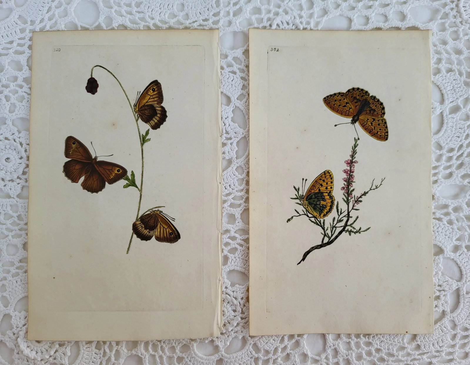 Pair of Antique Butterfly Prints From the Natural History of Insects, Ca 1790s London - 3