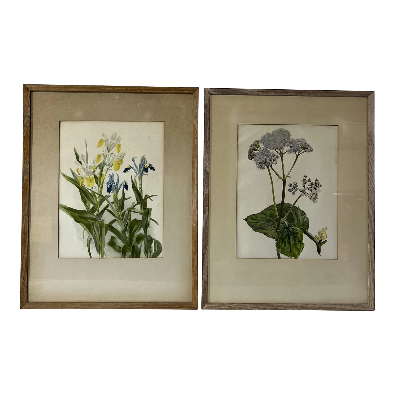 Floral Prints in Light Wood Frame a Pair: A pair of colored floral botanical prints finished with neutral colored mat and light finish wood frame. Condition: Alterations: Original Condition Unaltered Imperfections: Some Imperfections
