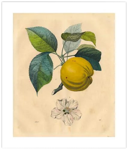 Antique 'Apple Branch' Archival Print: Featured is a beautiful museum-quality print of an original bookplate from the mid-1800s that has been digitally altered. It is printed on archival French rag paper with permanent pigments which