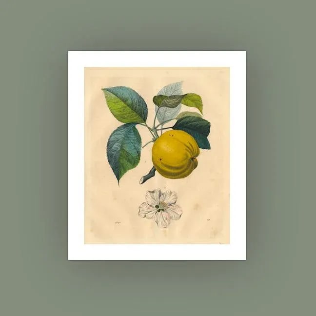 Antique 'Apple Branch' Archival Print - 3