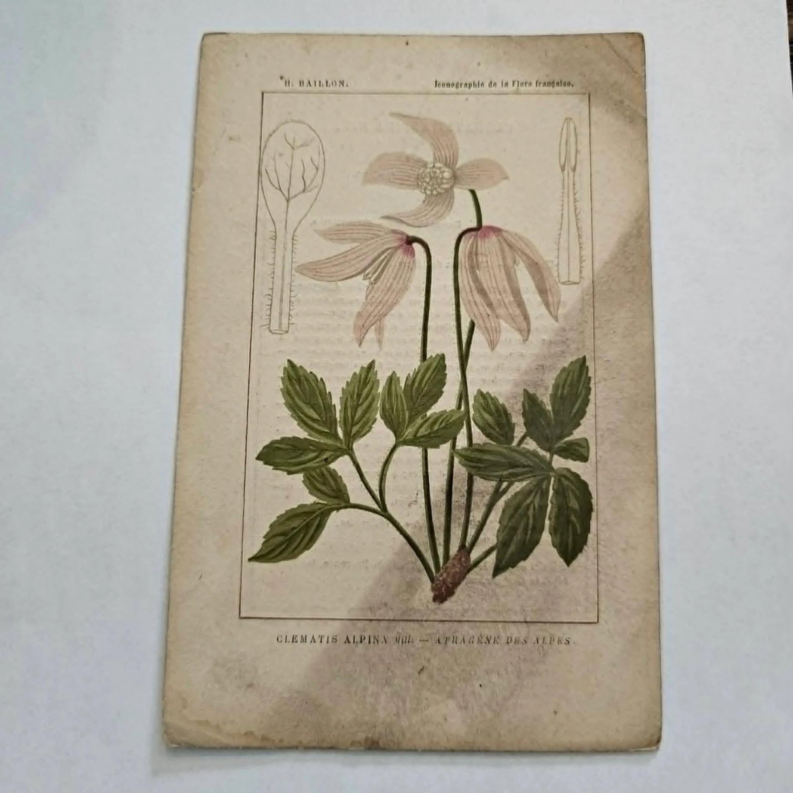 Antique French Botanical Lithograph - Clematis alpina by Henri Ernest Baillon - 2
