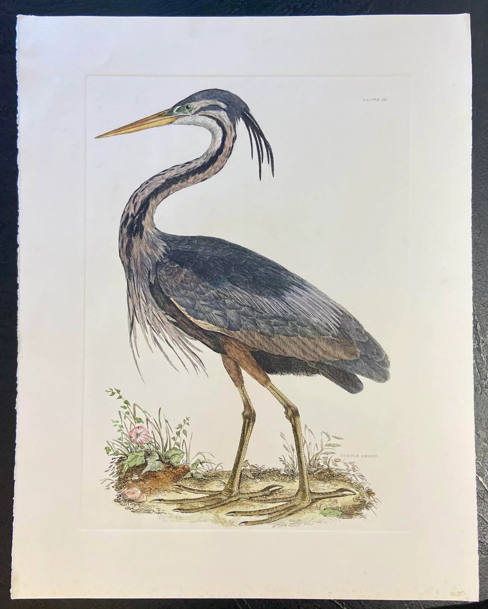 1990s Purple Heron After Selby, Large Cottage Print - 2