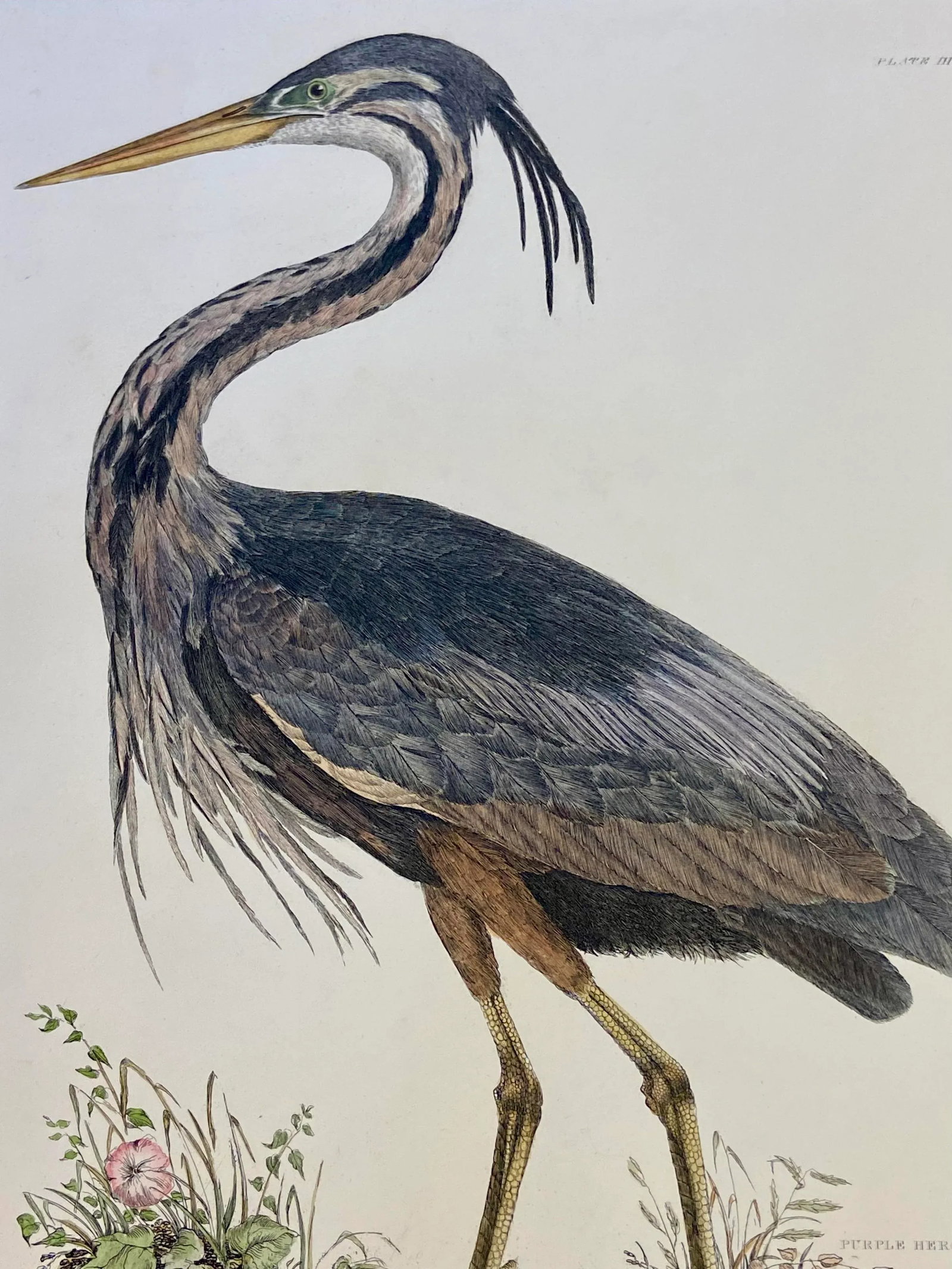 1990s Purple Heron After Selby, Large Cottage Print - 3