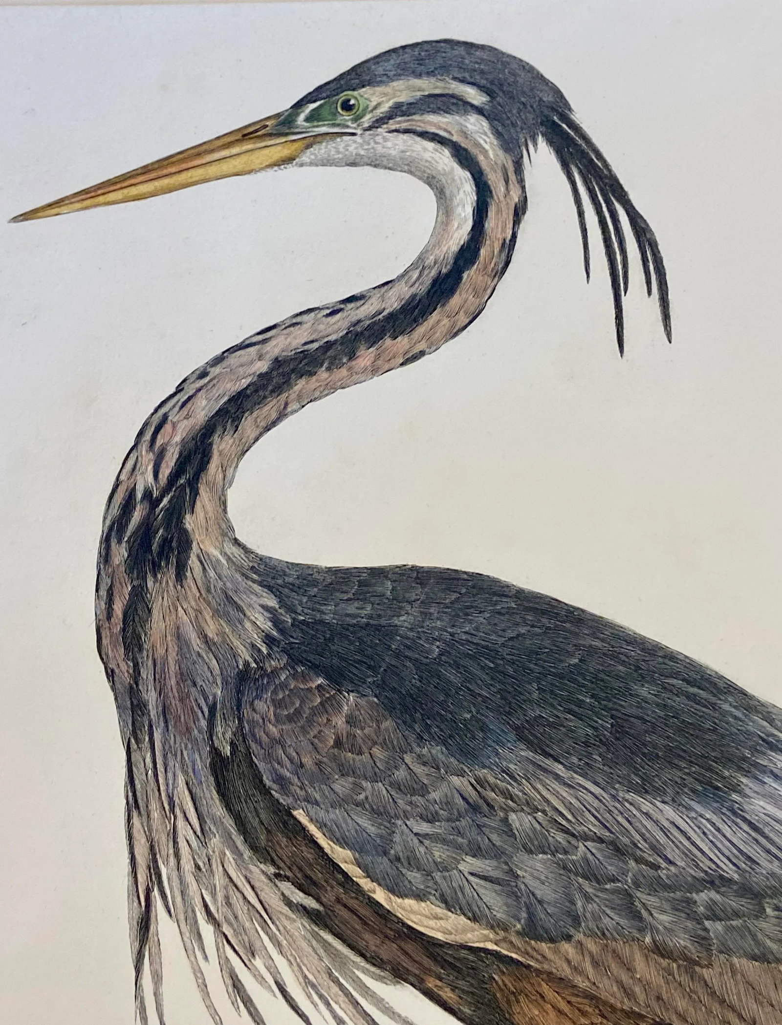 1990s Purple Heron After Selby, Large Cottage Print - 4