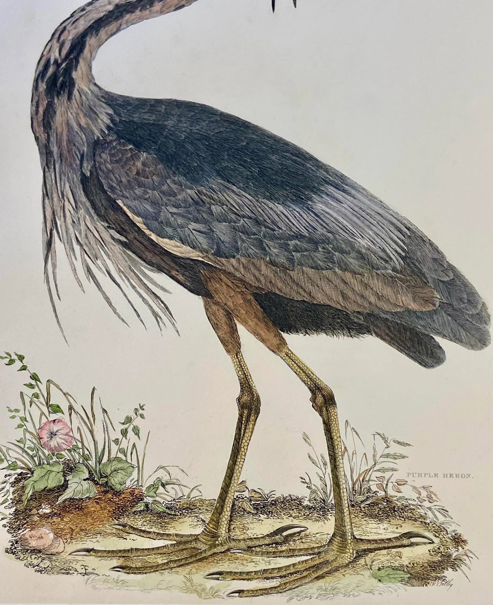 1990s Purple Heron After Selby, Large Cottage Print - 6