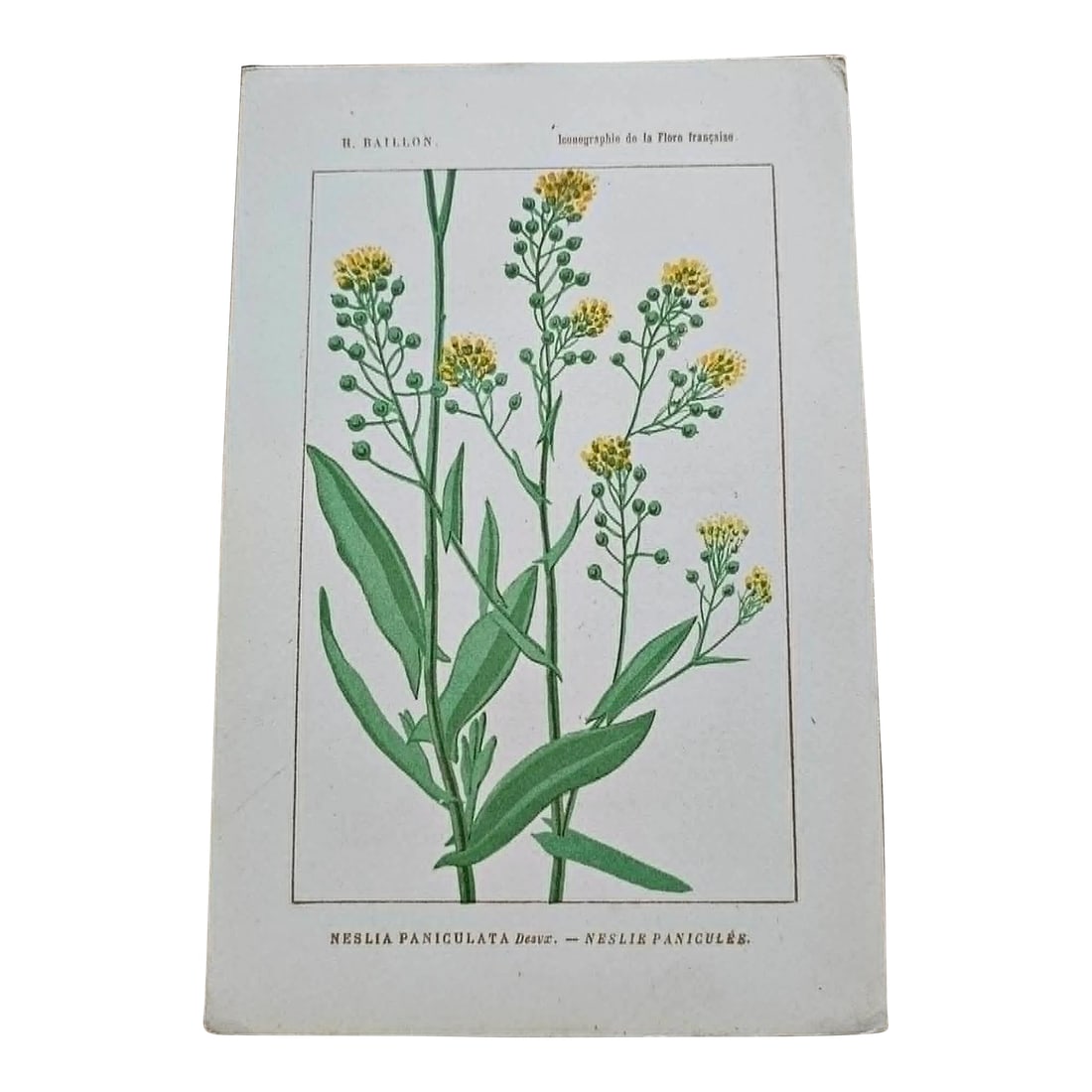 Antique French Botanical Lithograph - Ball Mustard by Henri Ernest Baillon