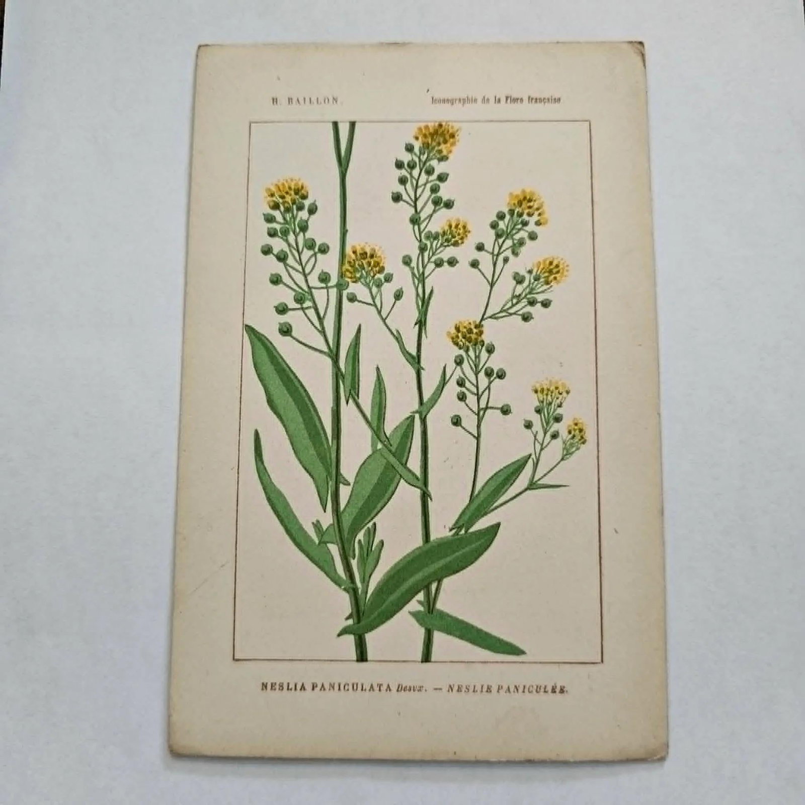 Antique French Botanical Lithograph - Ball Mustard by Henri Ernest Baillon - 2