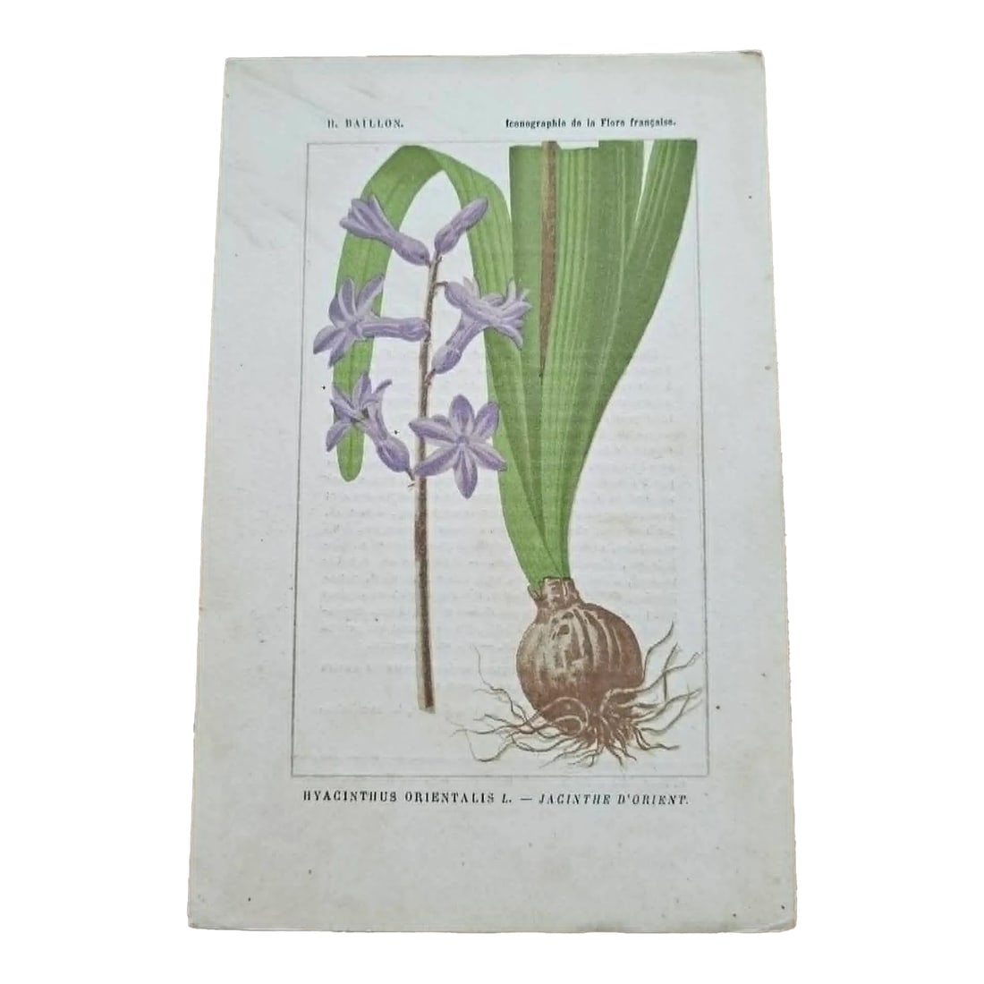 Antique French Botanical Lithograph - Hyacinthus orientalis by Henri Ernest Baillon: Original 19th-century French botanical lithograph by renowned botanist **Henri Ernest Baillon**, published in Paris between **1885-1894**. Rich in scientific detail and beautifully printed, these