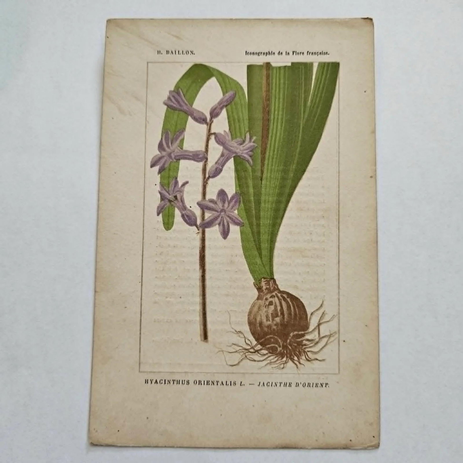 Antique French Botanical Lithograph - Hyacinthus orientalis by Henri Ernest Baillon - 2