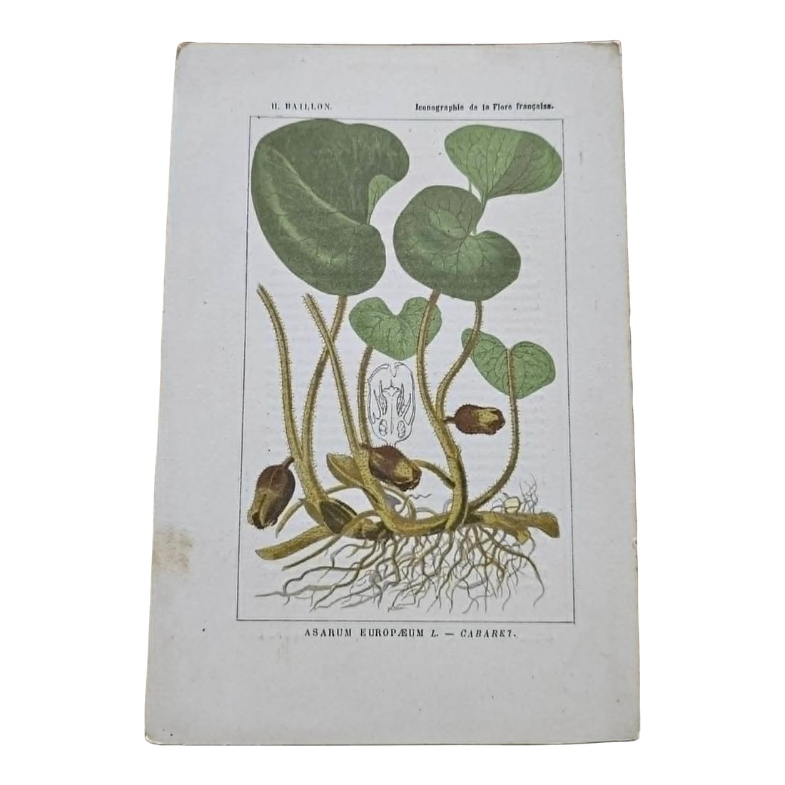 Antique French Botanical Lithograph - Lily by Henri Ernest Baillon: Original 19th-century French botanical lithograph by renowned botanist **Henri Ernest Baillon**, published in Paris between **1885-1894**. Rich in scientific detail and beautifully printed, these auth