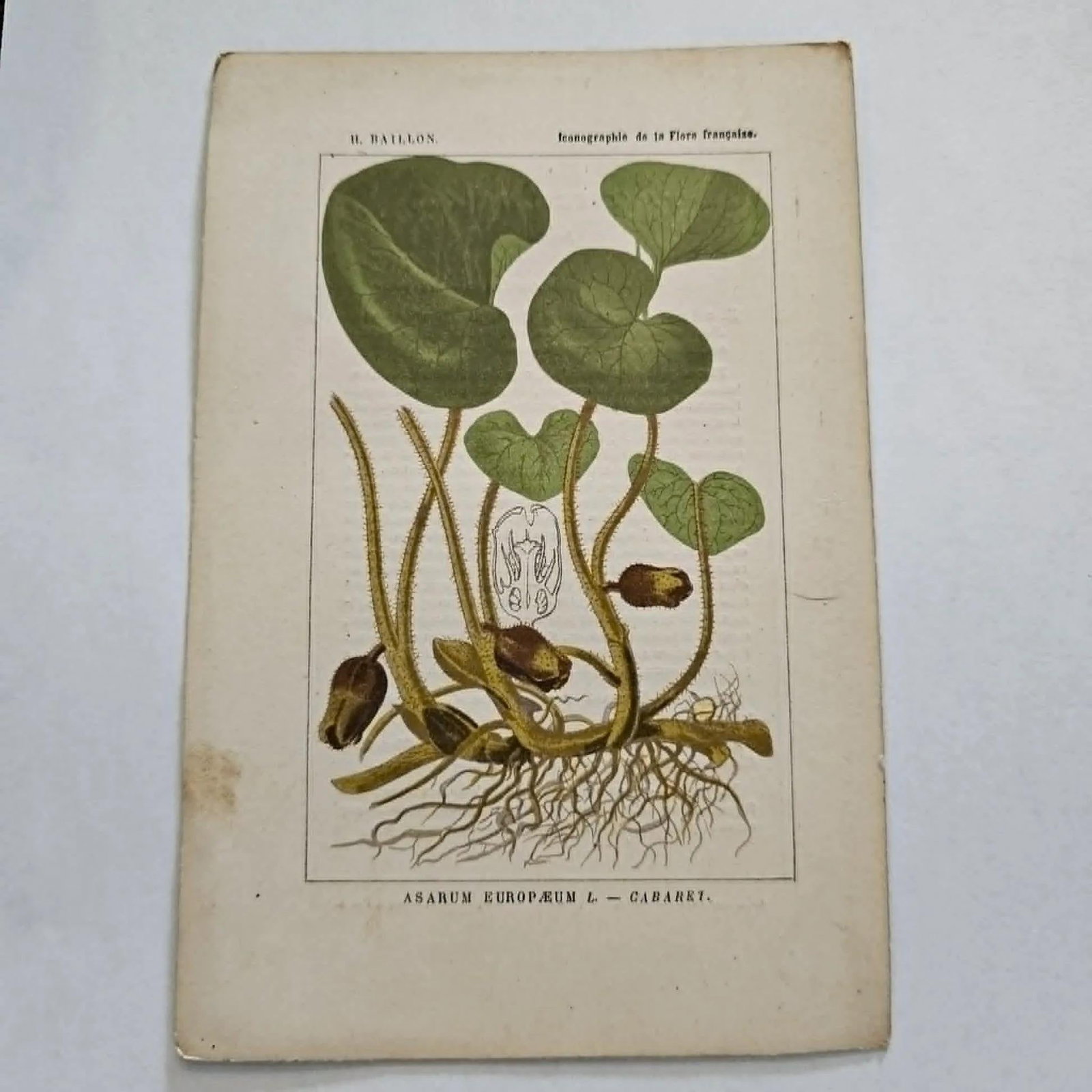 Antique French Botanical Lithograph - Lily by Henri Ernest Baillon - 2