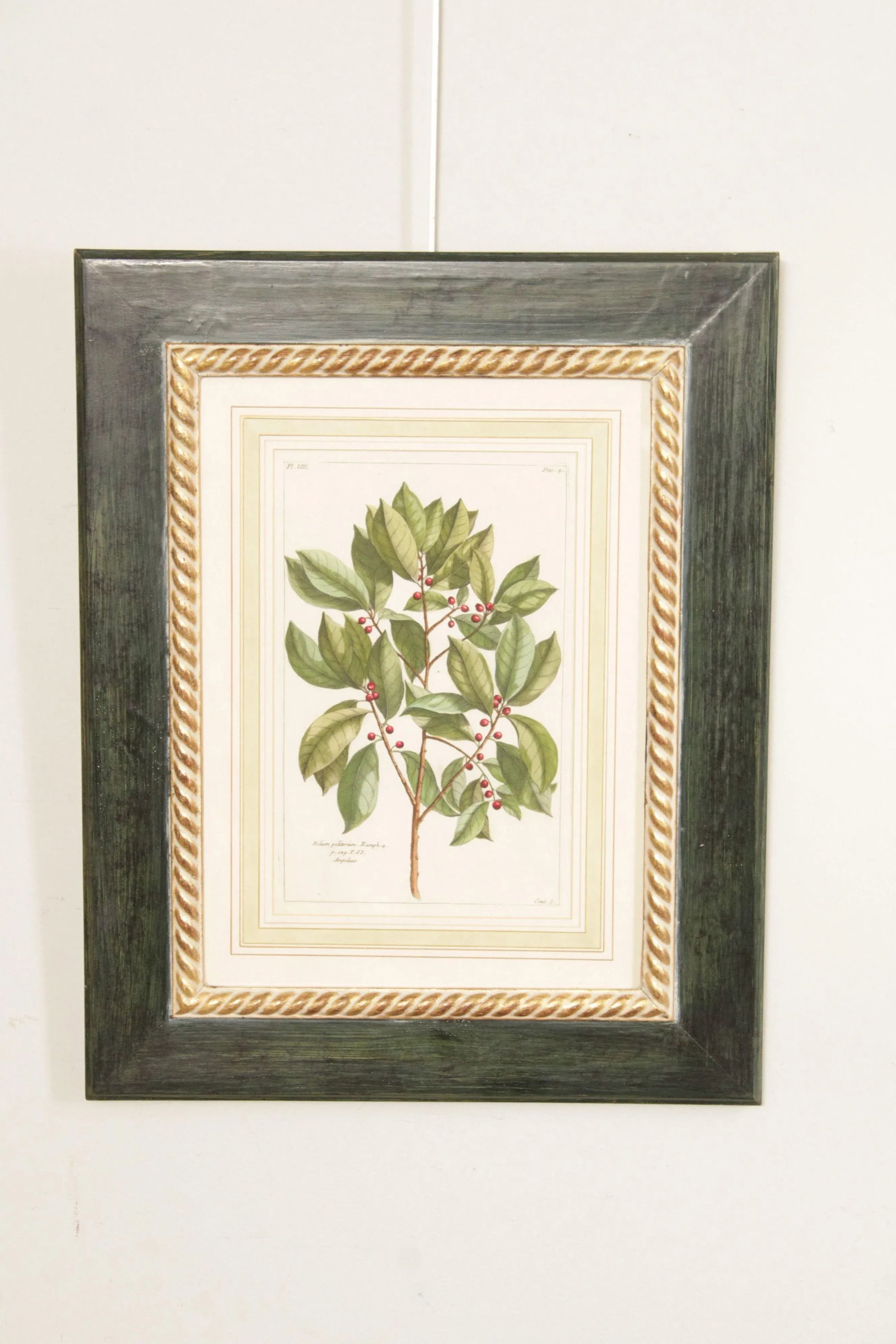 Botanical Illustration Foliate Berry Colored Engraving, Custom Framed - 2