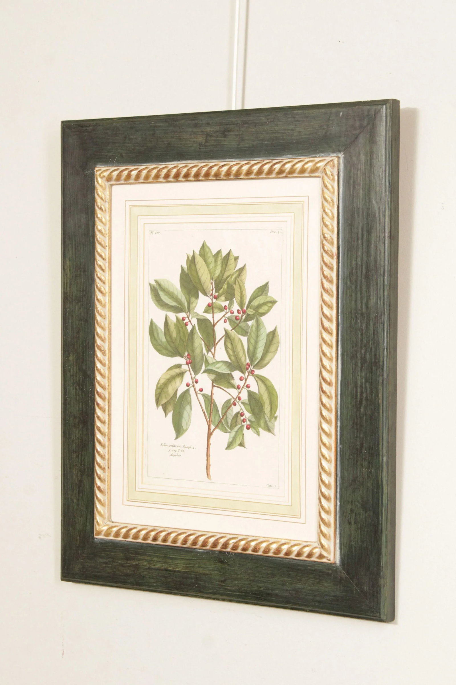 Botanical Illustration Foliate Berry Colored Engraving, Custom Framed - 3
