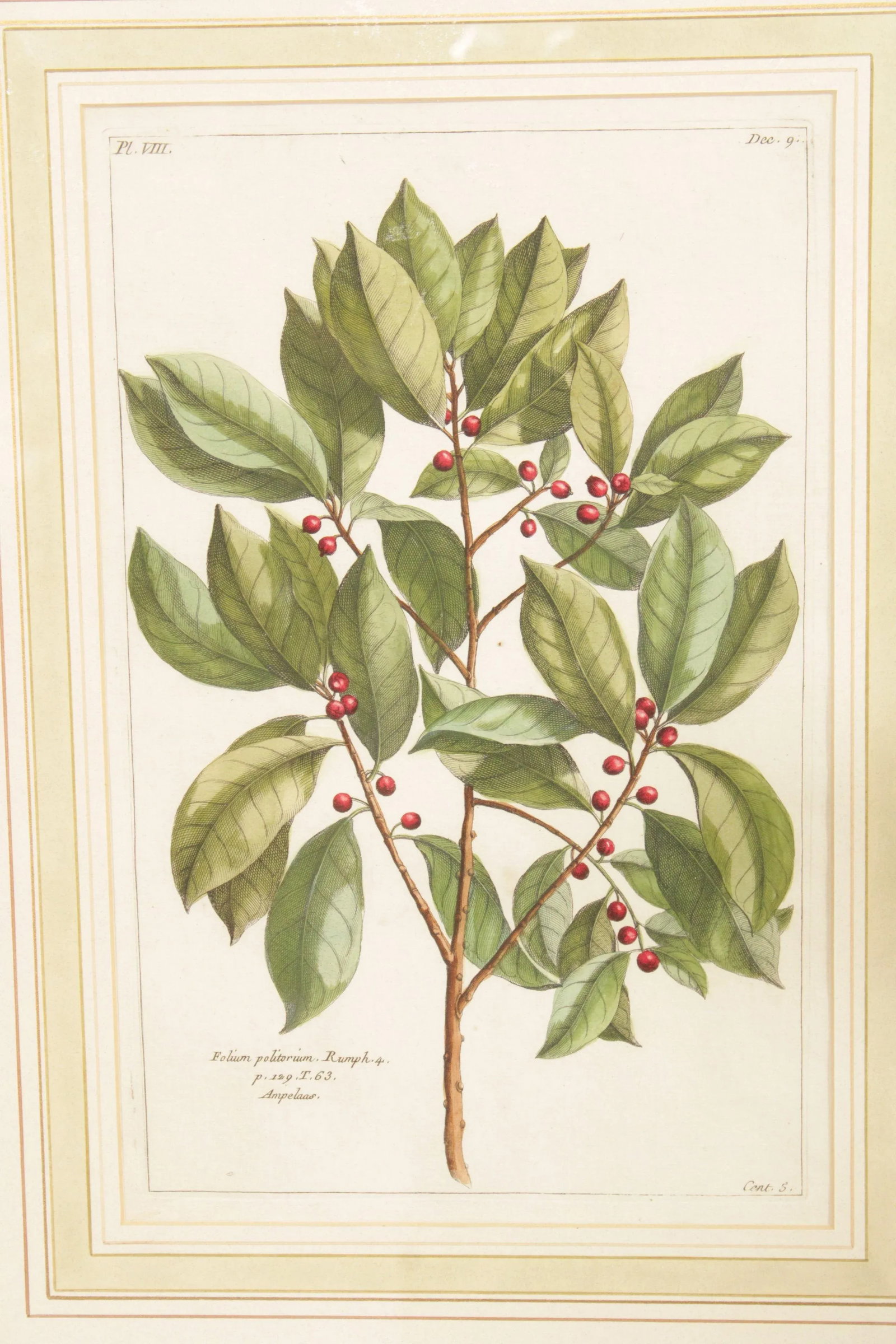 Botanical Illustration Foliate Berry Colored Engraving, Custom Framed - 6