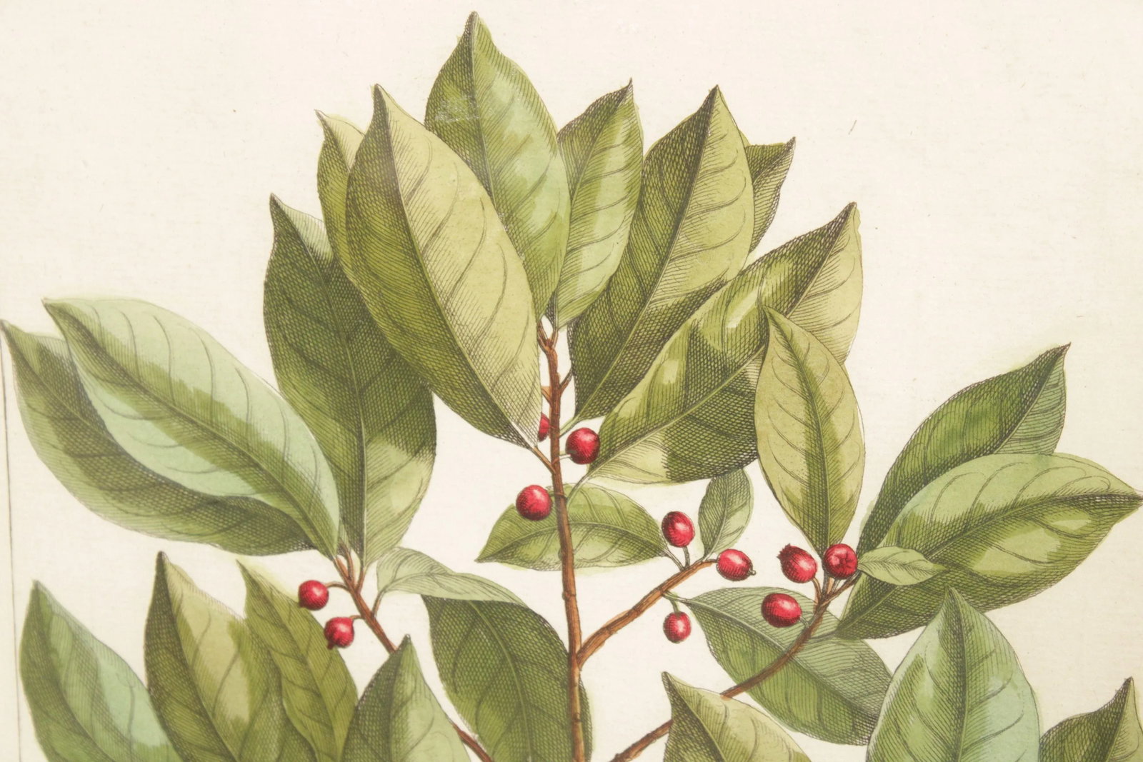 Botanical Illustration Foliate Berry Colored Engraving, Custom Framed - 9