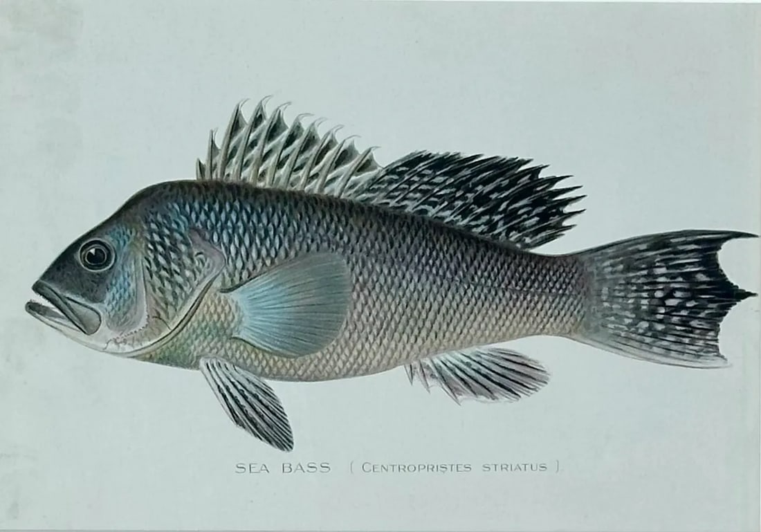 20th Century Sea Bass by Denton, Framed - 2