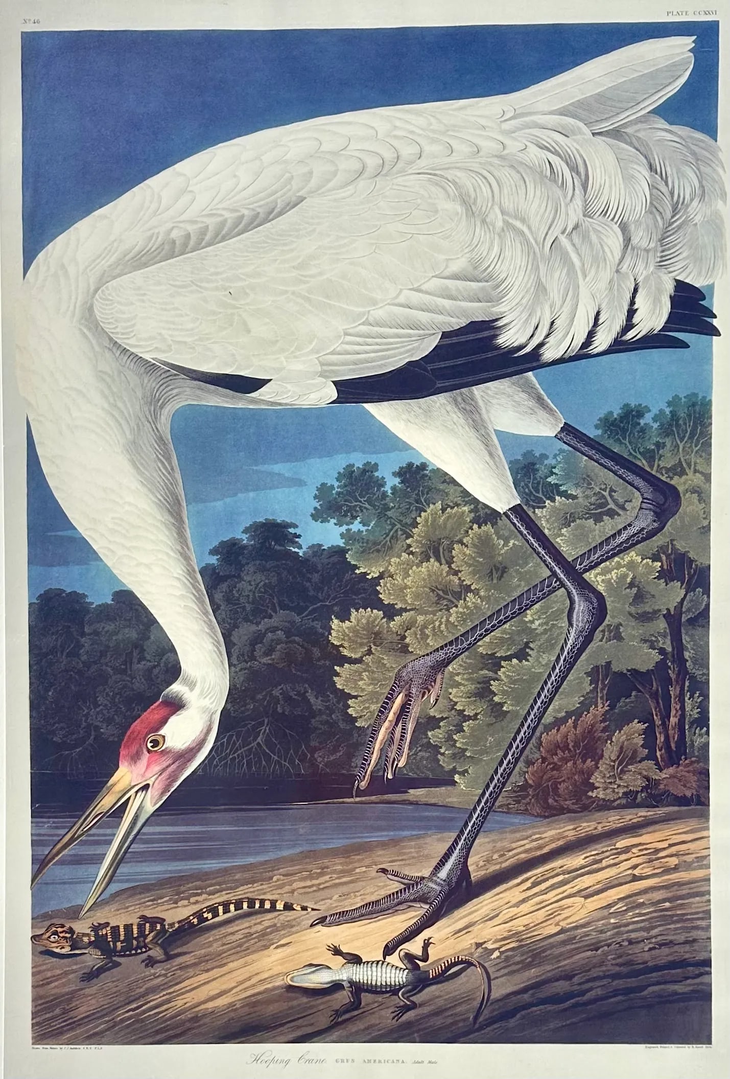 After Audubon Hooping Crane Lithograph - 2