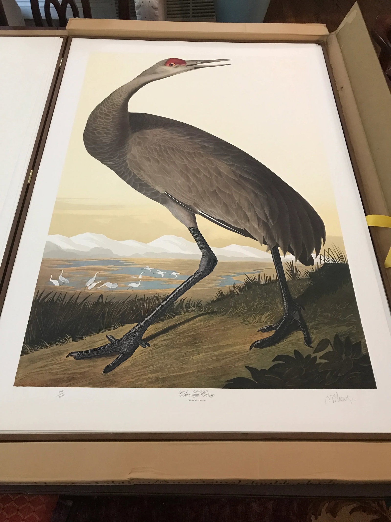 John James Audubon's 'Birds of America'- M. Bernard Loates Edition (Set of Prints) - 2