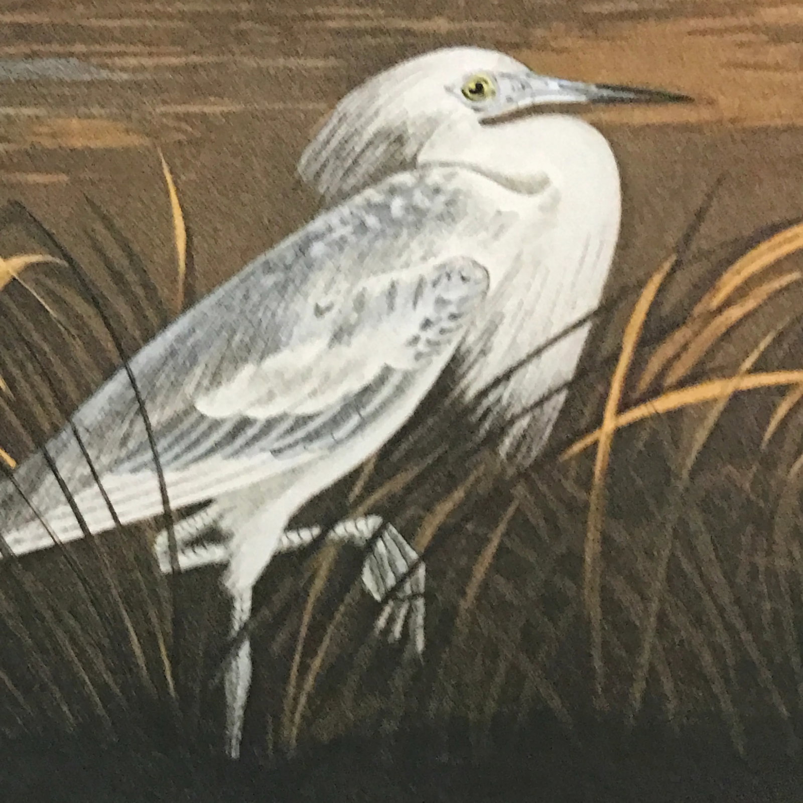John James Audubon's 'Birds of America'- M. Bernard Loates Edition (Set of Prints) - 6