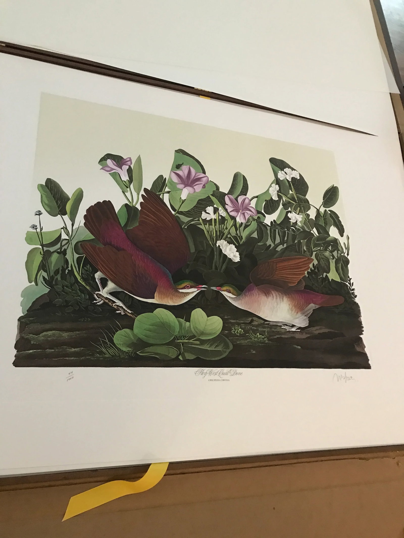 John James Audubon's 'Birds of America'- M. Bernard Loates Edition (Set of Prints) - 7
